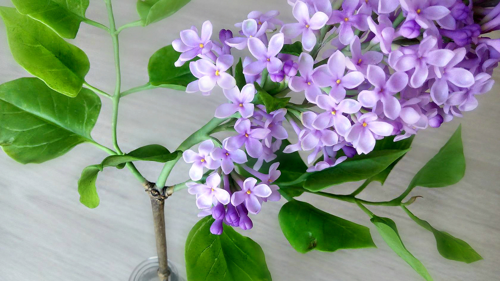 Branch of lilac from polymer clay - My, , Lilac, Polymer clay, Flowers, Needlework without process, Handmade, Longpost