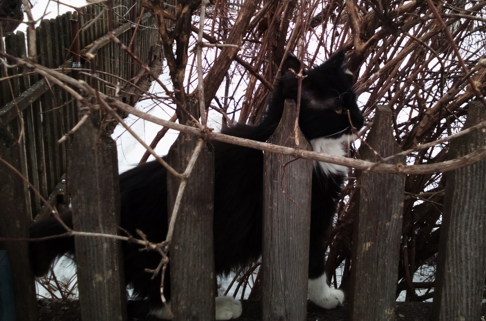 Тереза. - Моё, Кот, Котомафия, Фотография, Длиннопост