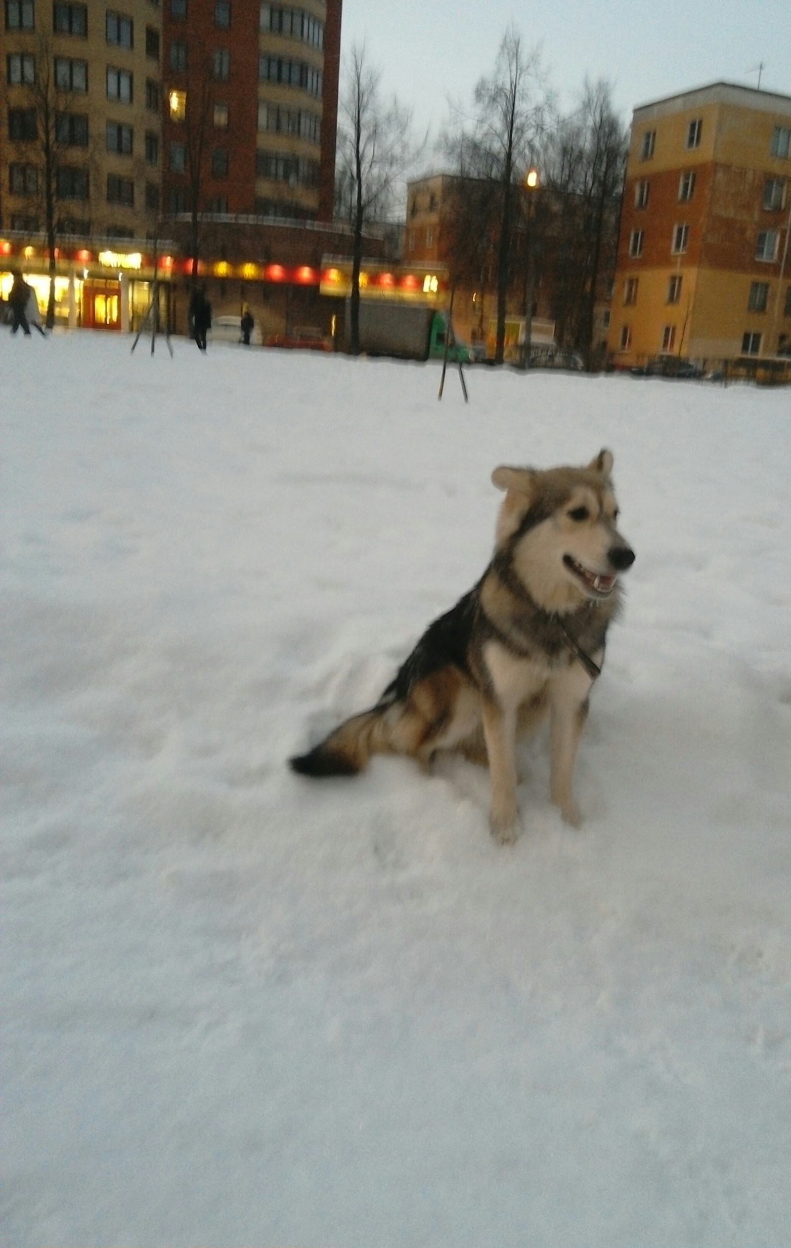 Help to attach a dog to St. Petersburg!!! Urgently!!! - My, Saint Petersburg, Dog lovers, Dog, New house, Attach, , Is free, In good hands, Longpost