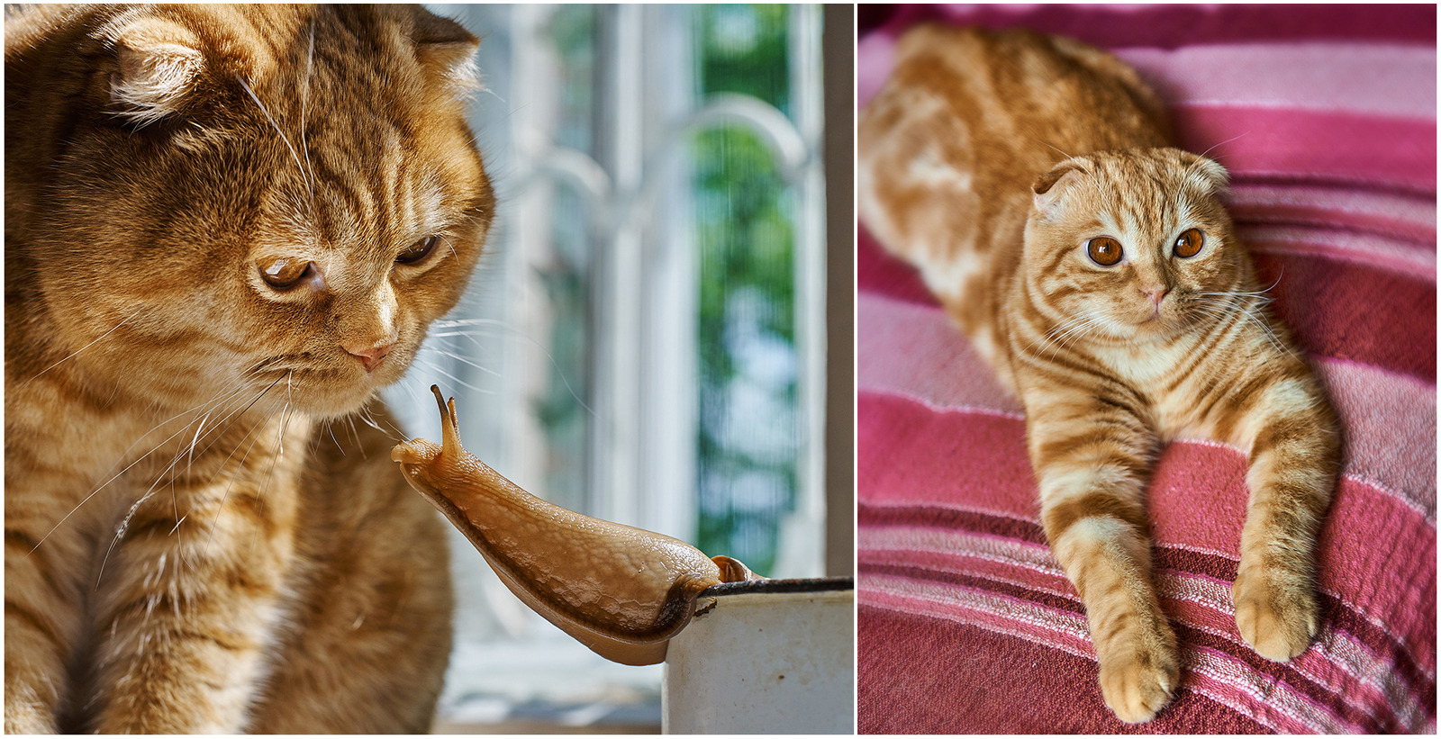 My cats. - My, cat, Redheads, Scottish lop-eared