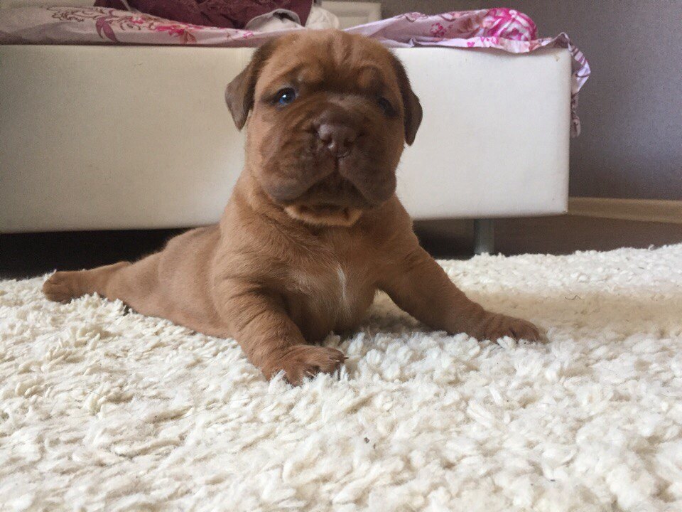 Take a picture, like I'm sunbathing - My, Great Dane of Bordeaux, Puppies, French Mastiff