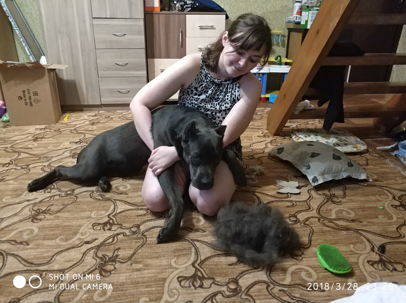 Short-haired dogs don't shed hair, they said... - My, Dog, Cane Corso, Molting, , Wool, Longpost