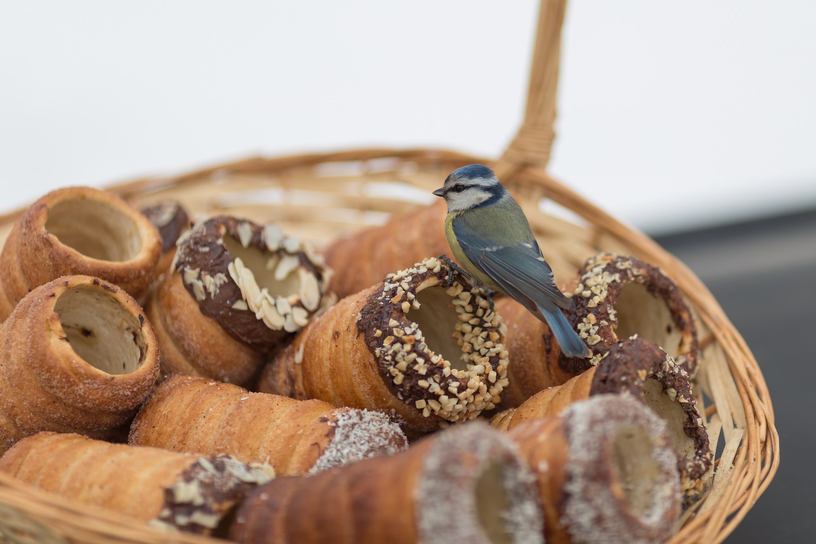 titmouse - My, Trdelnik, Tit