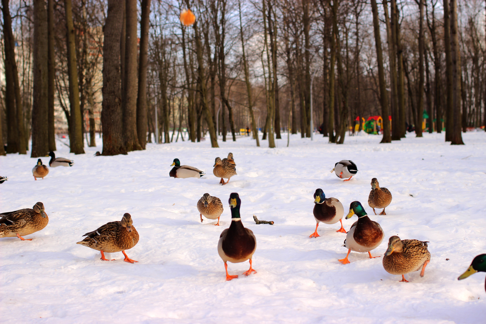 ducks) - My, Duck, Quack quack, Longpost