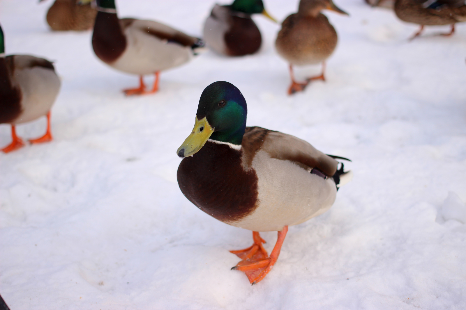 ducks) - My, Duck, Quack quack, Longpost