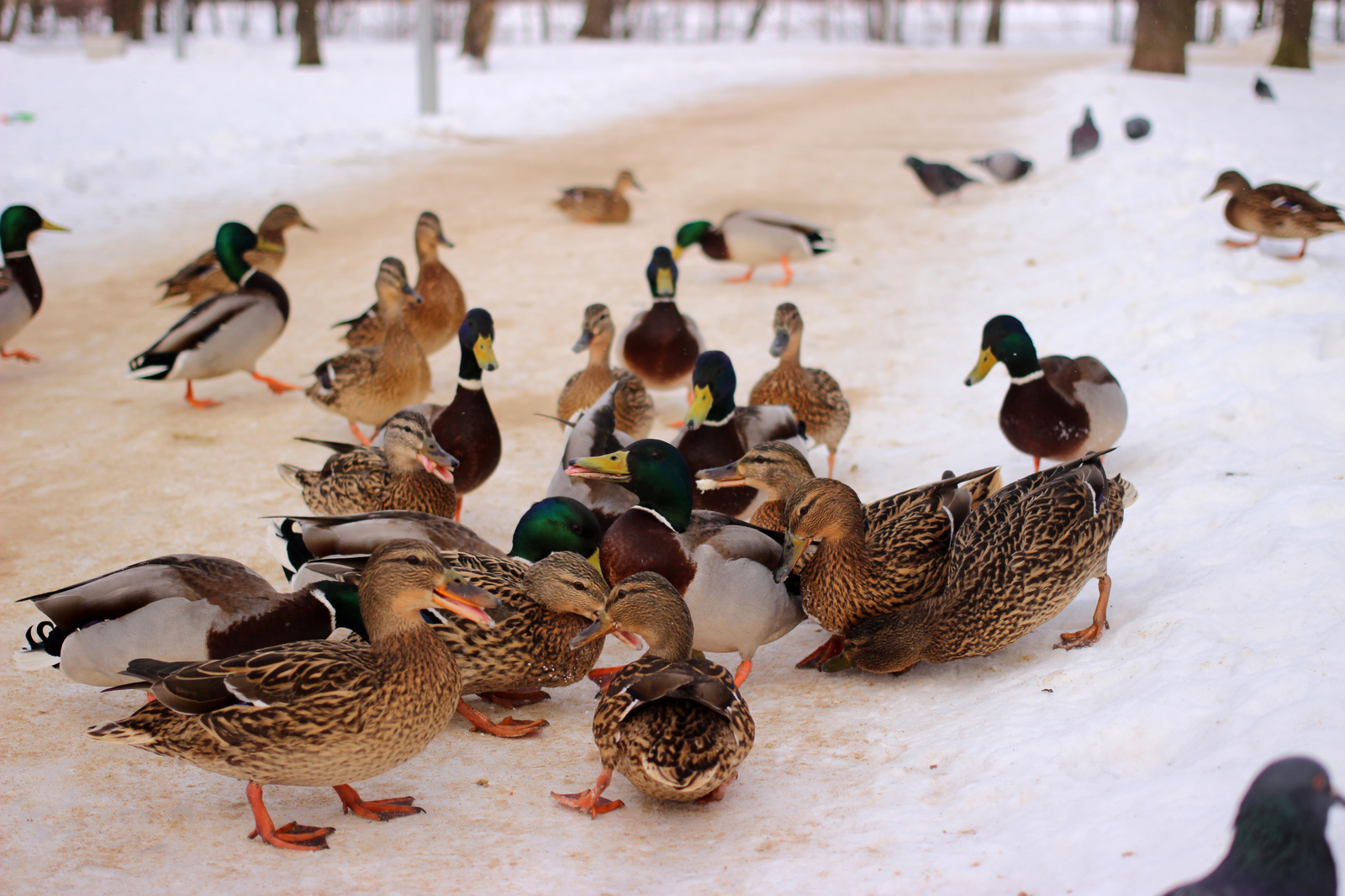 ducks) - My, Duck, Quack quack, Longpost