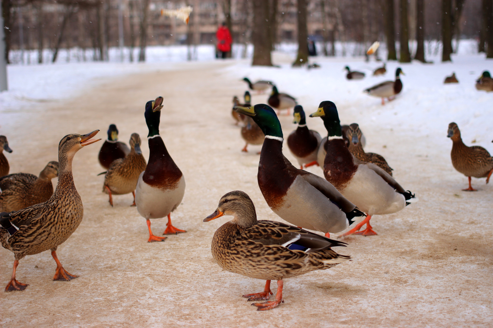 ducks) - My, Duck, Quack quack, Longpost