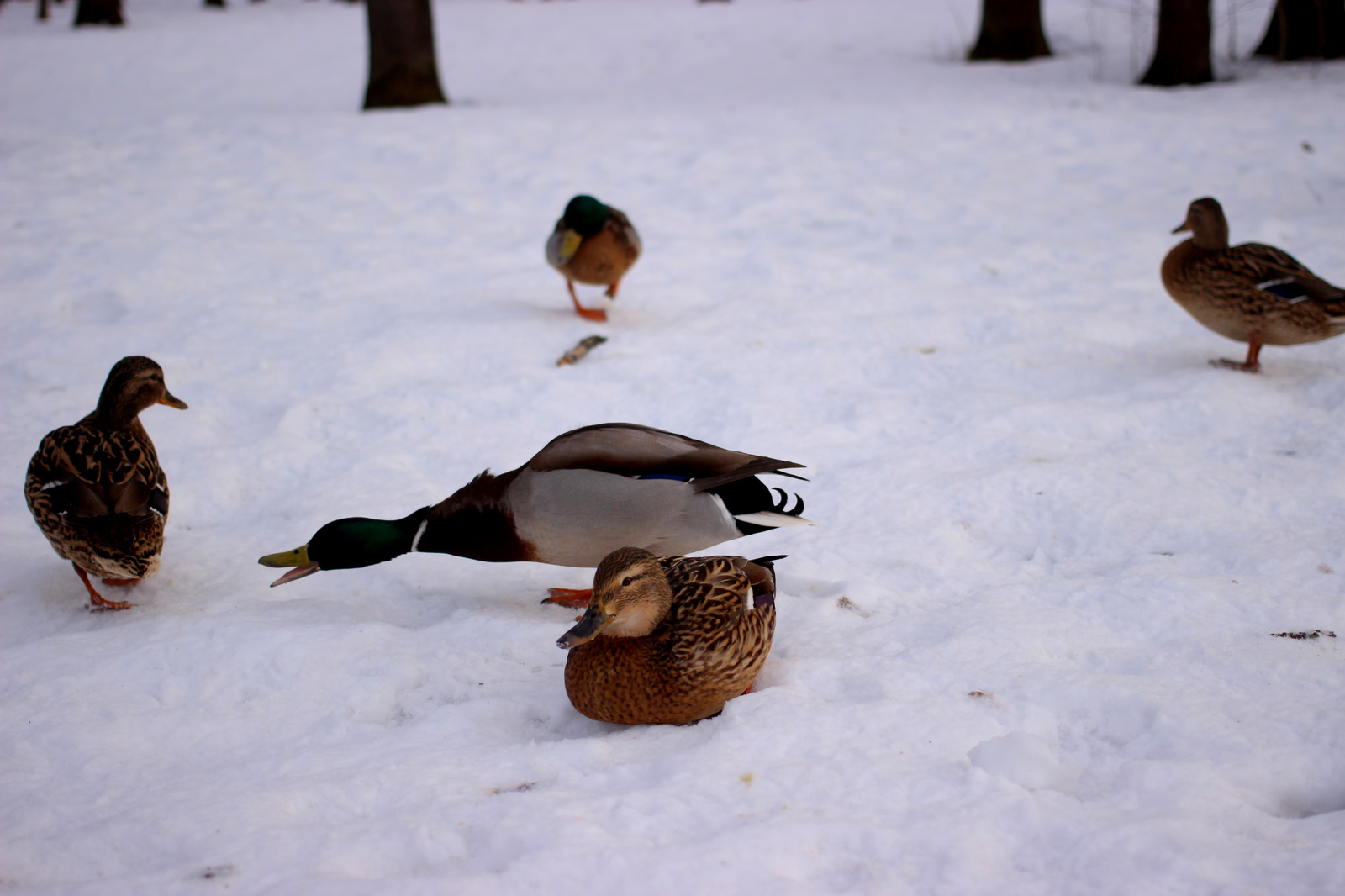 ducks) - My, Duck, Quack quack, Longpost