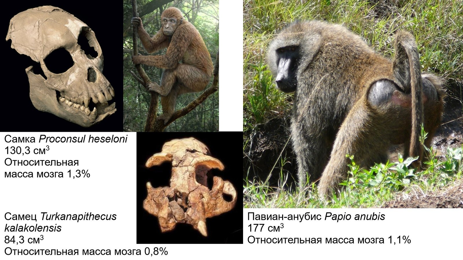 Myths about an intelligent ancestor. Did Pithecanthropes and Proconsuls shine with intellect? - Anthropogenesis, Scientists against myths, Stanislav Drobyshevsky, Intelligence, The science, Brain, Video, Longpost