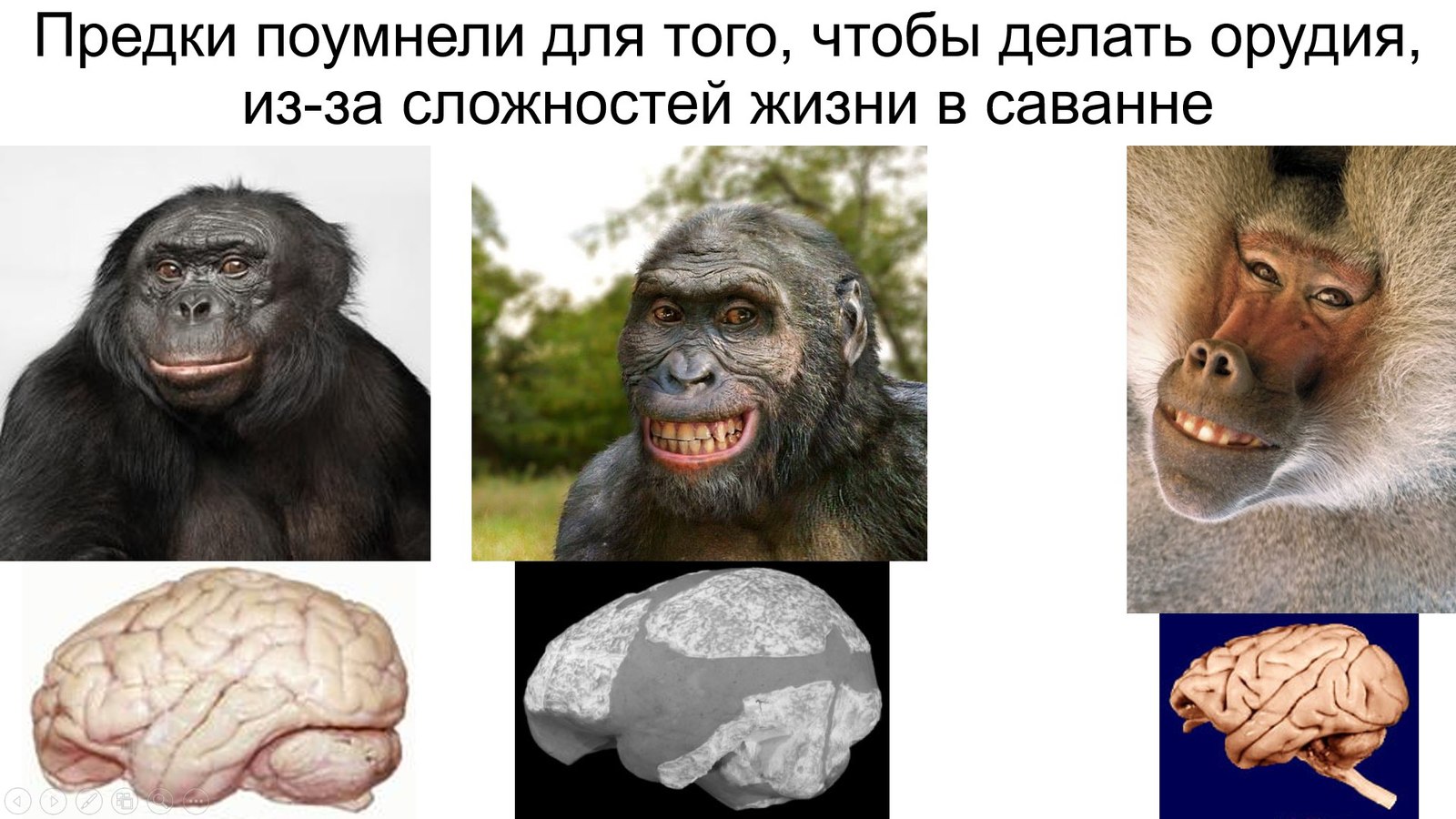 Myths about an intelligent ancestor. Did Pithecanthropes and Proconsuls shine with intellect? - Anthropogenesis, Scientists against myths, Stanislav Drobyshevsky, Intelligence, The science, Brain, Video, Longpost