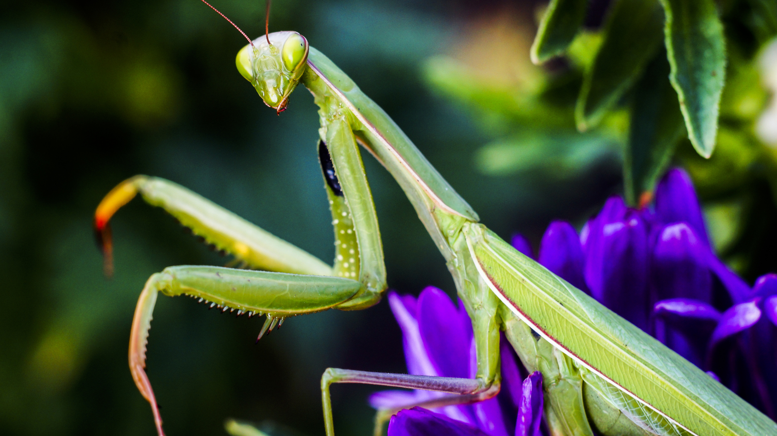 My macro world. - My, Macro photography, Insects, Lichen, The world under your feet, The photo, Macro, Butterfly, Longpost