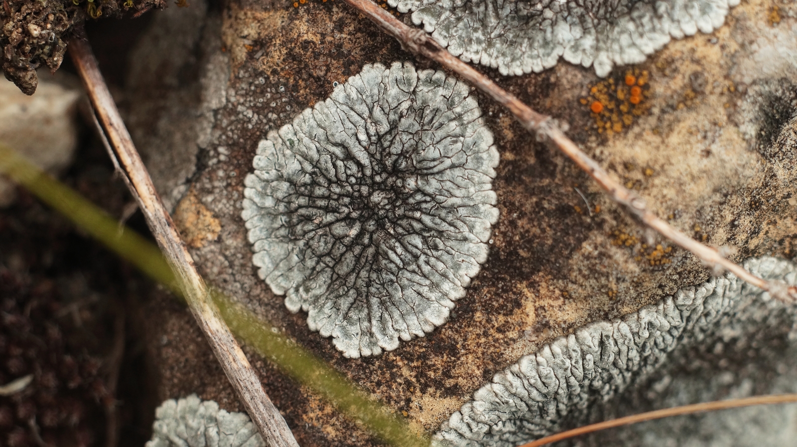 My macro world. - My, Macro photography, Insects, Lichen, The world under your feet, The photo, Macro, Butterfly, Longpost