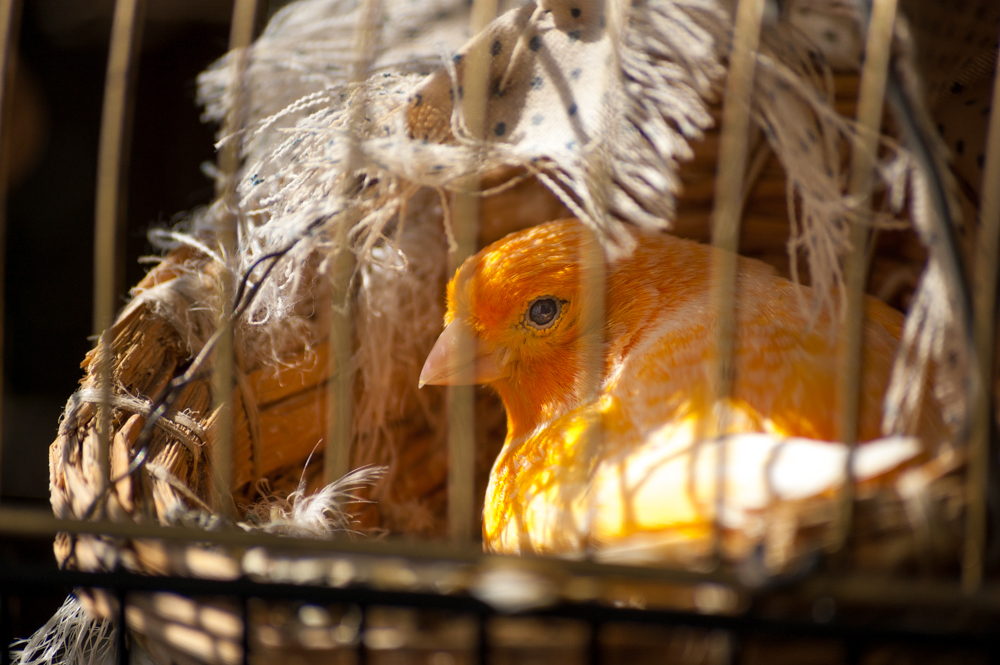 I see you - My, Beginning photographer, Birds, , Zoom