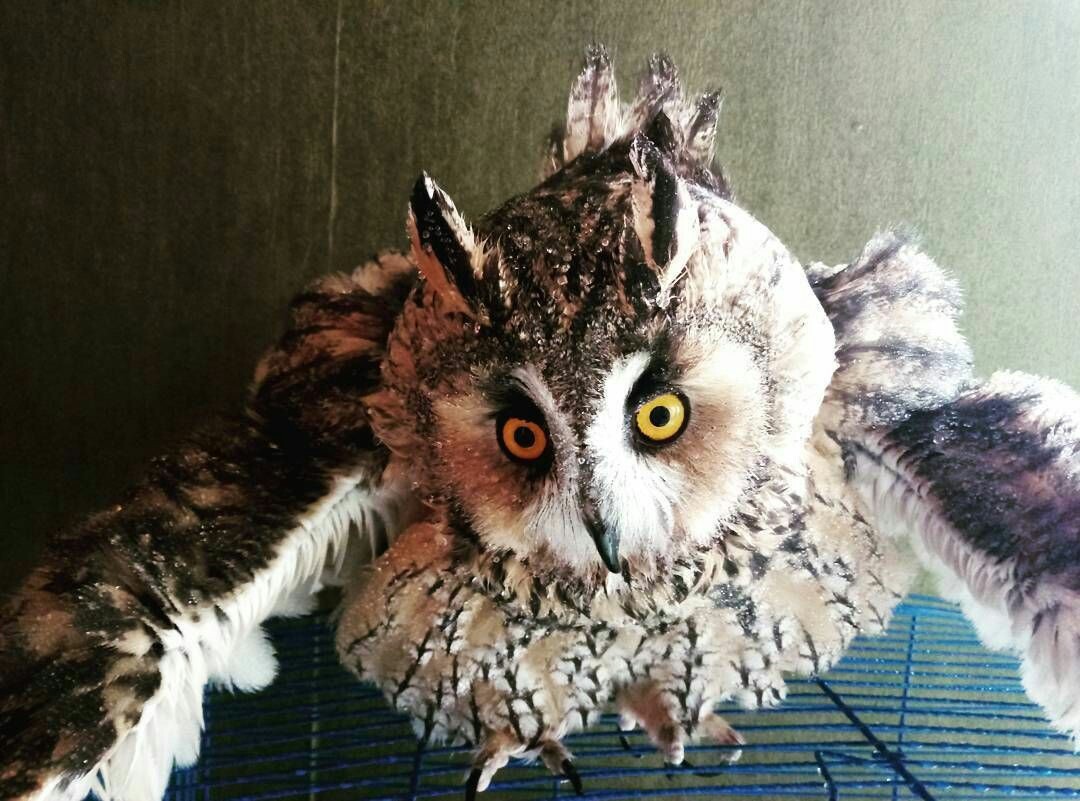 Meet a long-eared owl named Efrosinya :)) Experienced breeders - tell me what, how and how much, because before that there were only parrots! - My, The photo, Predator birds, Owl, First post, Longpost
