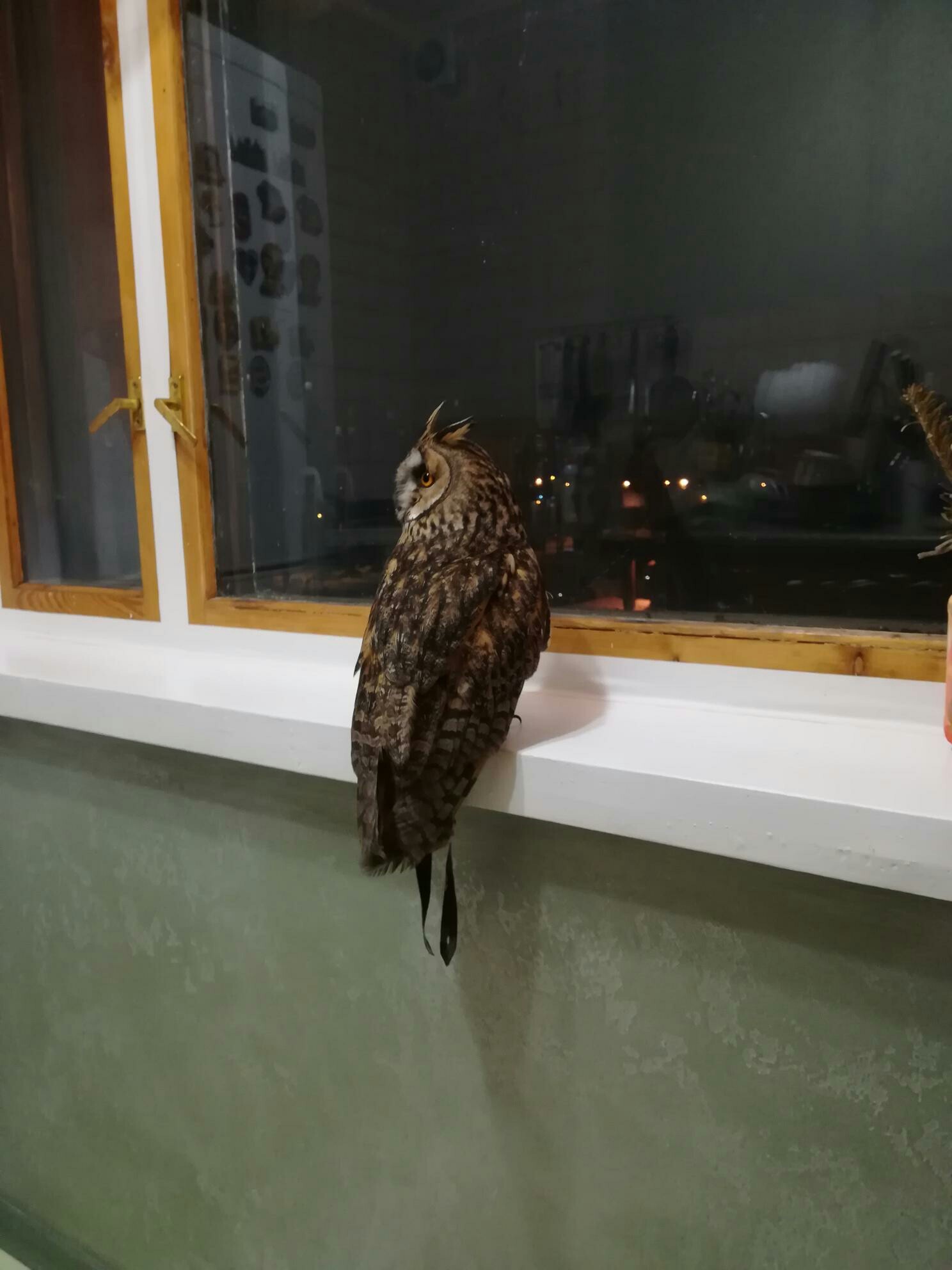 Meet a long-eared owl named Efrosinya :)) Experienced breeders - tell me what, how and how much, because before that there were only parrots! - My, The photo, Predator birds, Owl, First post, Longpost