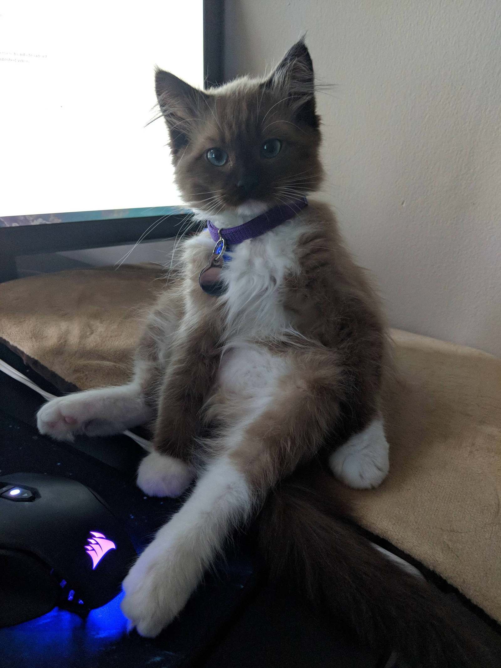 He sits like this while I play. - cat, Catomafia, Animals, Pets, Milota, Reddit