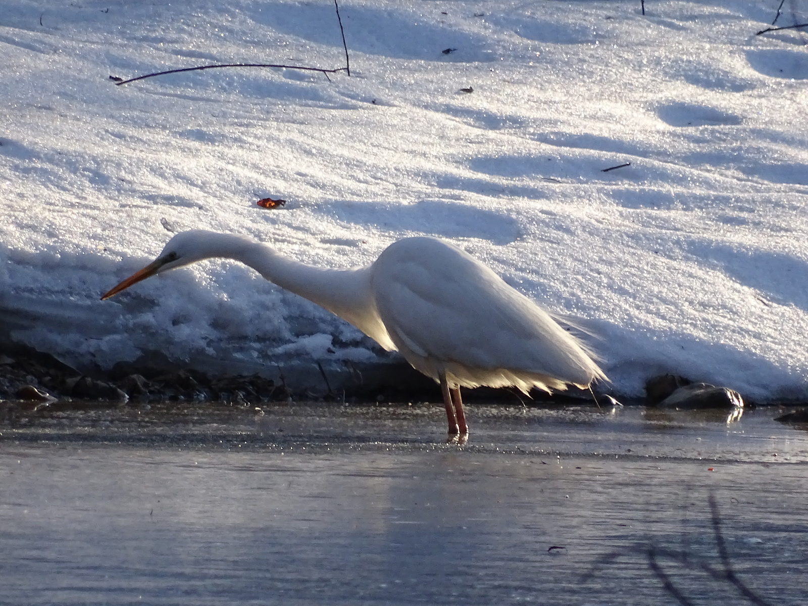 Encounter with a Great Egret on the Razdolnaya River, Primorsky Territory, Oktyabrsky District. - My, Birds, Egret, Primorsky Krai, Razdolnaya River, Oktyabrsky District, Pokrovka, Longpost