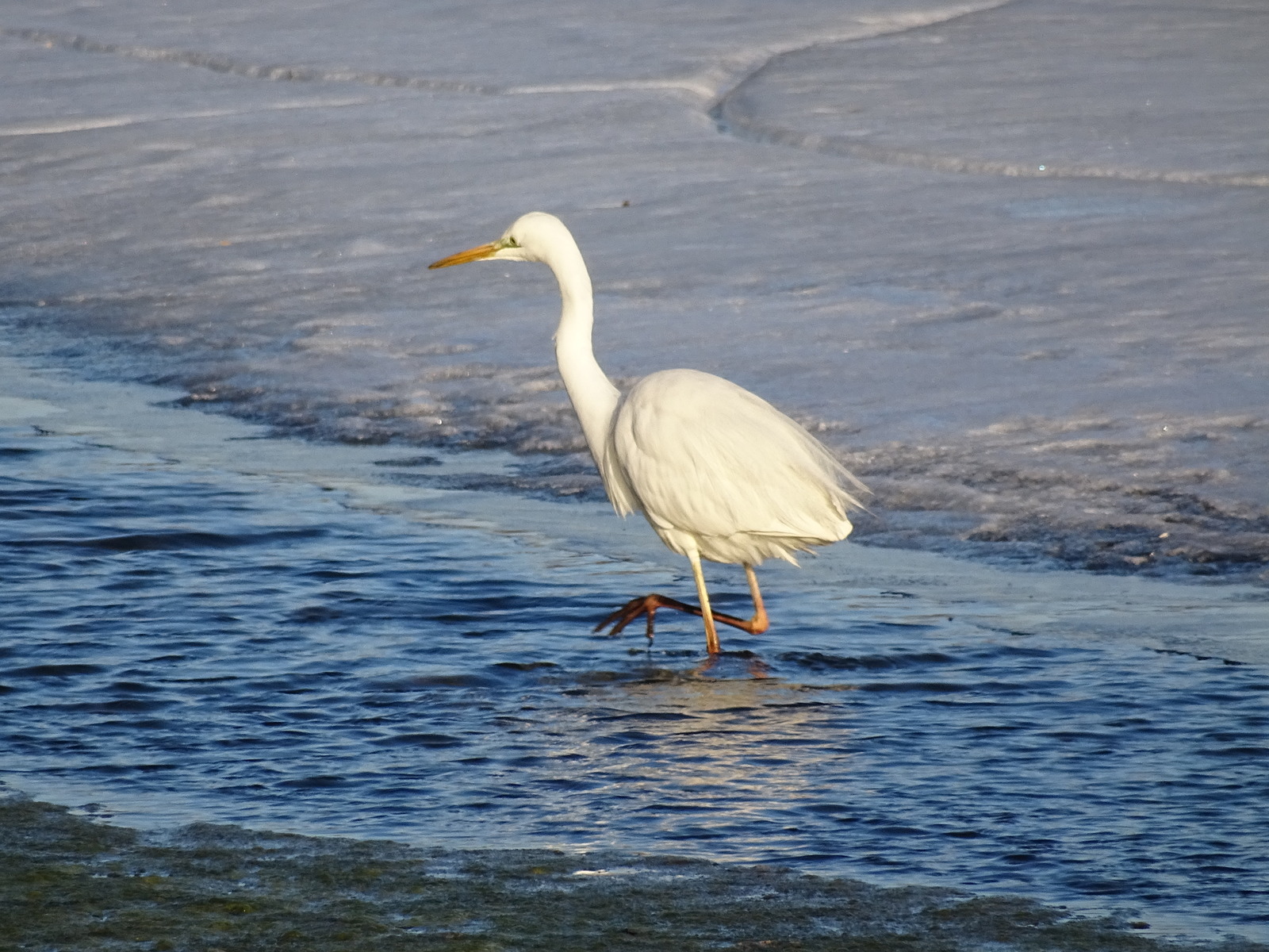 Encounter with a Great Egret on the Razdolnaya River, Primorsky Territory, Oktyabrsky District. - My, Birds, Egret, Primorsky Krai, Razdolnaya River, Oktyabrsky District, Pokrovka, Longpost