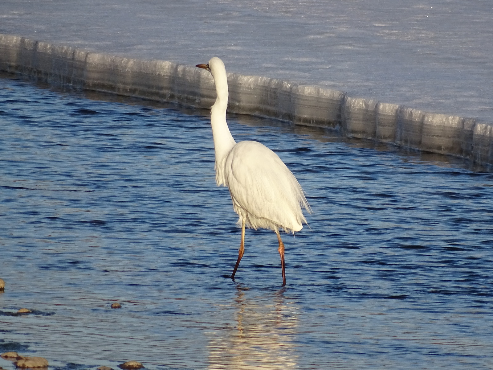 Encounter with a Great Egret on the Razdolnaya River, Primorsky Territory, Oktyabrsky District. - My, Birds, Egret, Primorsky Krai, Razdolnaya River, Oktyabrsky District, Pokrovka, Longpost