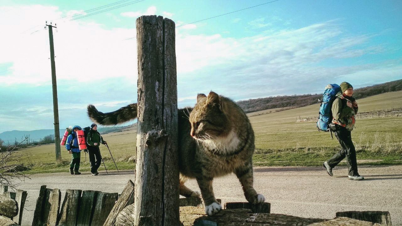 Local guardian. - My, cat, Crimea, Nature