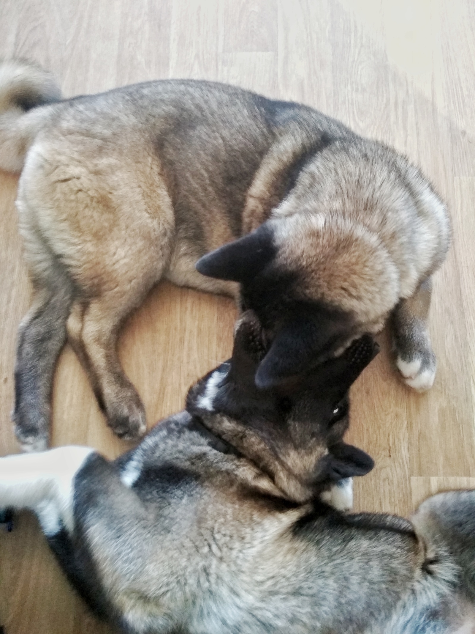 Kus with a subfold - My, Dog, Kus, American Akita, Puppies