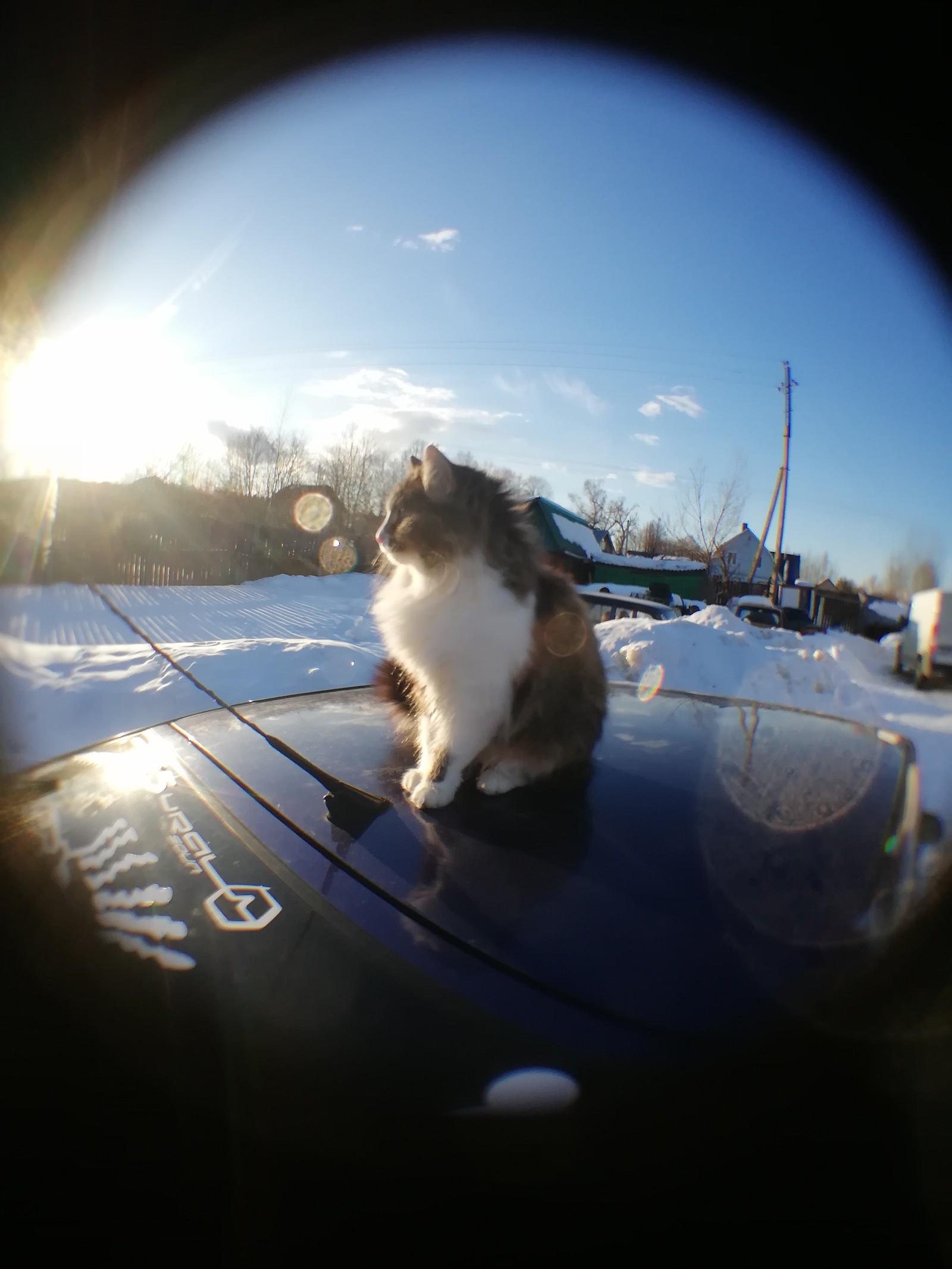 Playing around with new lenses - My, Tricolor cat, Dog, Longpost