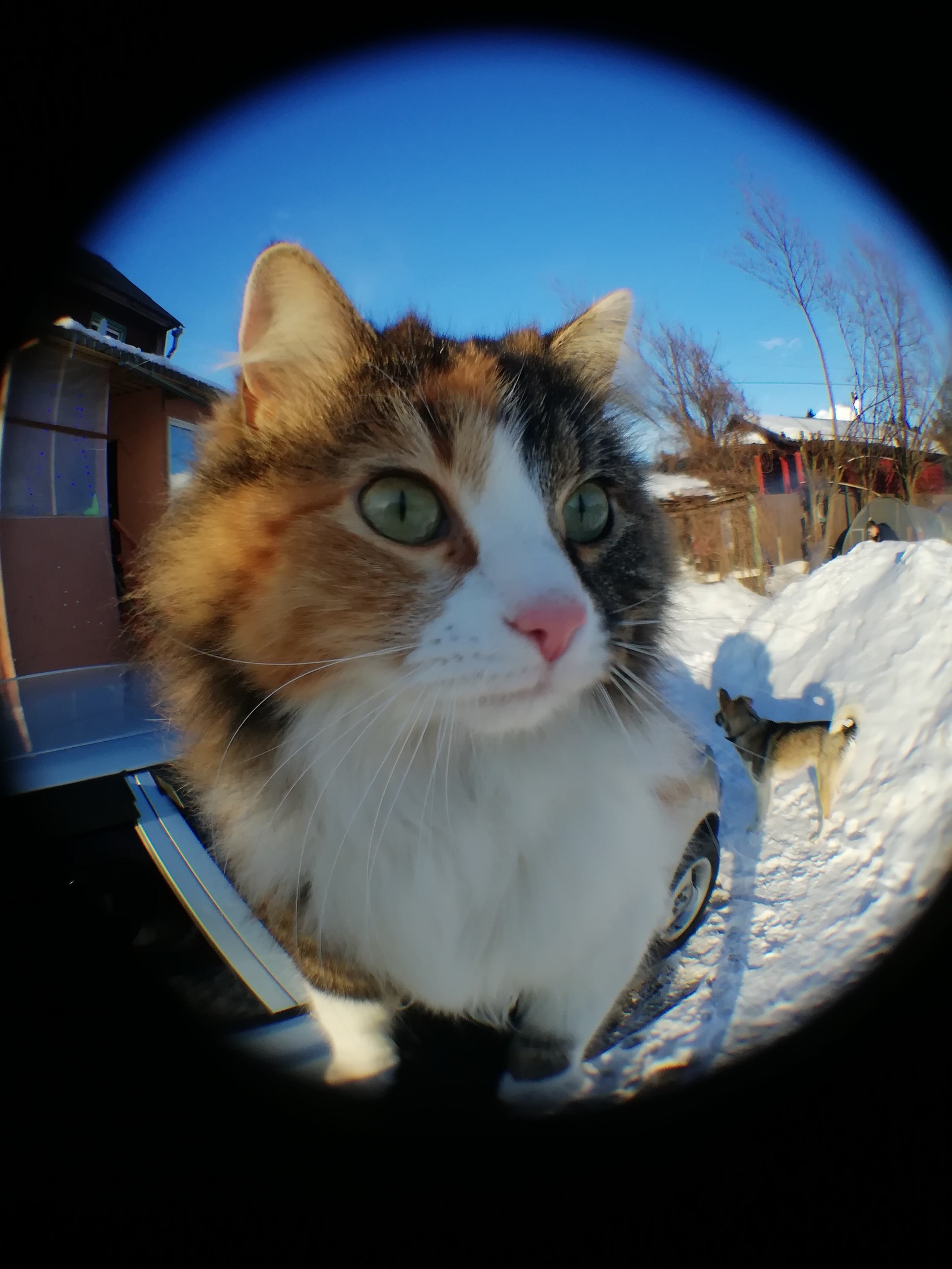 Playing around with new lenses - My, Tricolor cat, Dog, Longpost