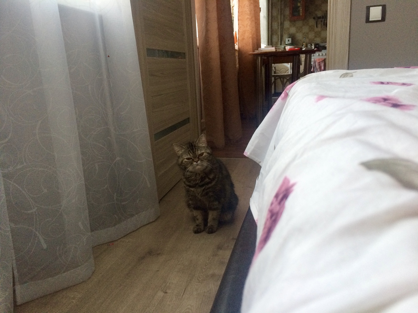 Master, maybe it's time to eat, huh? - My, cat, Catomafia, Longpost