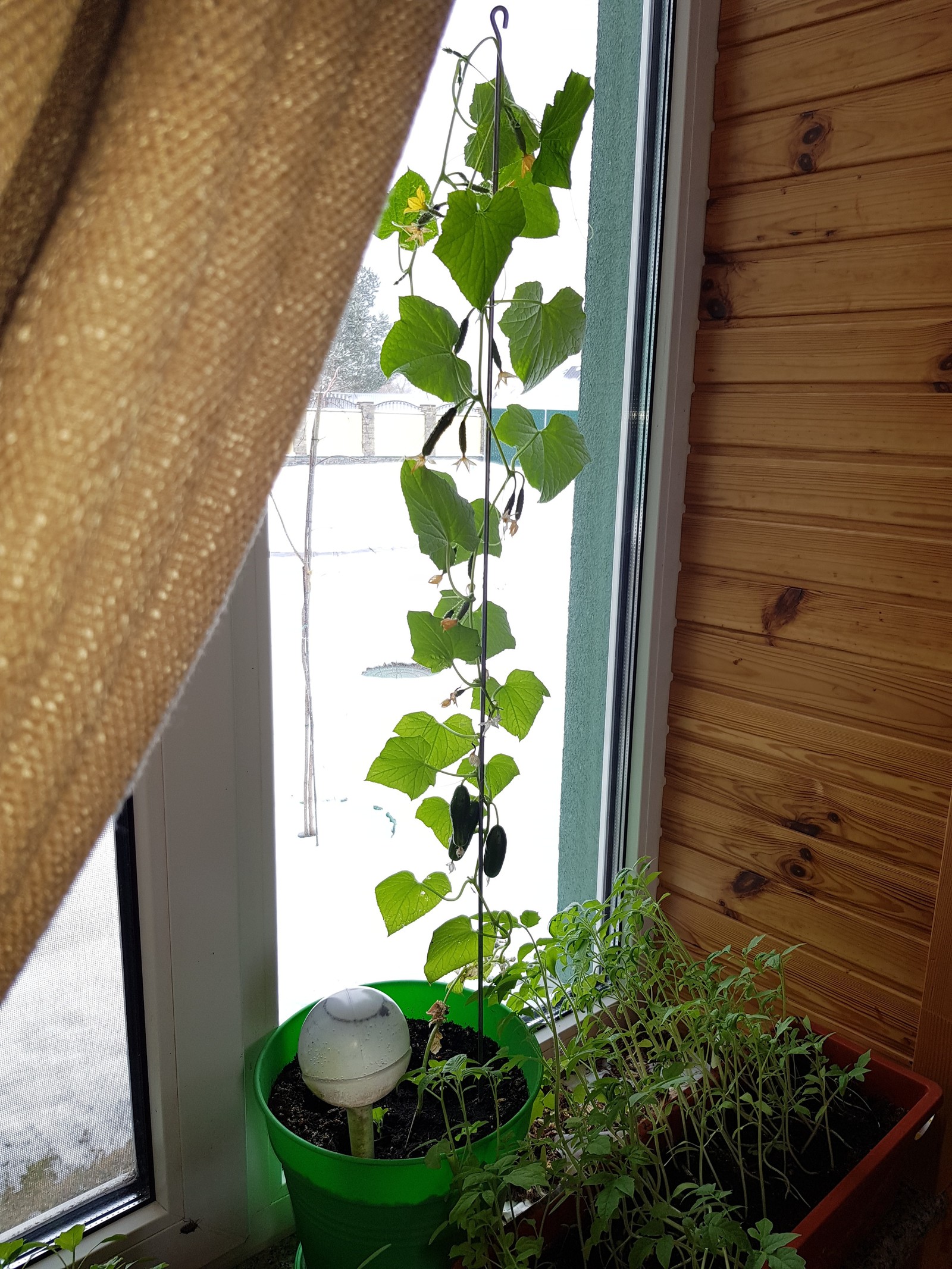 New harvest - My, Cucumbers, Snow