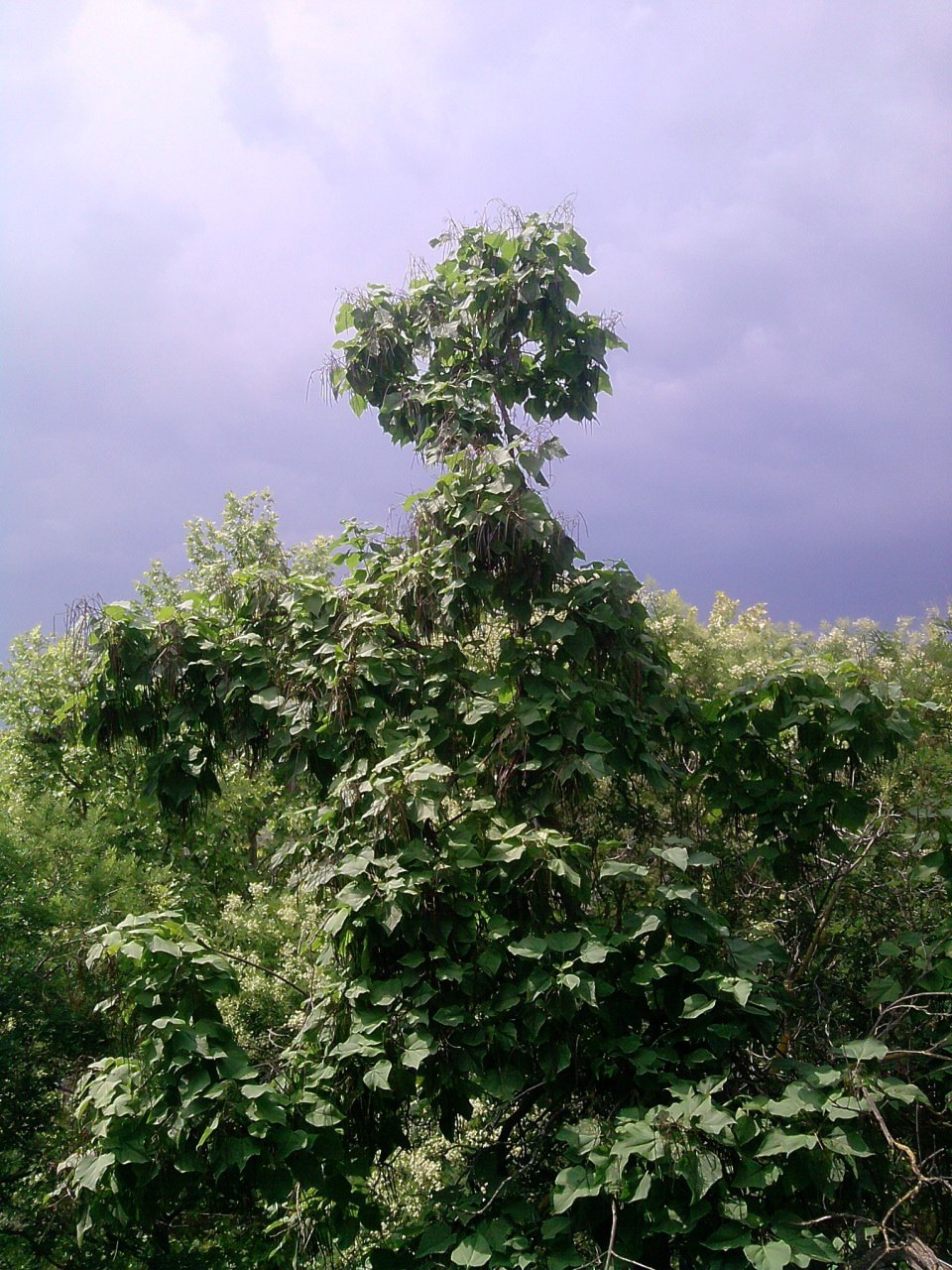 The story of another tree - My, Tree, View from the window, Time is running, I miss, Longpost