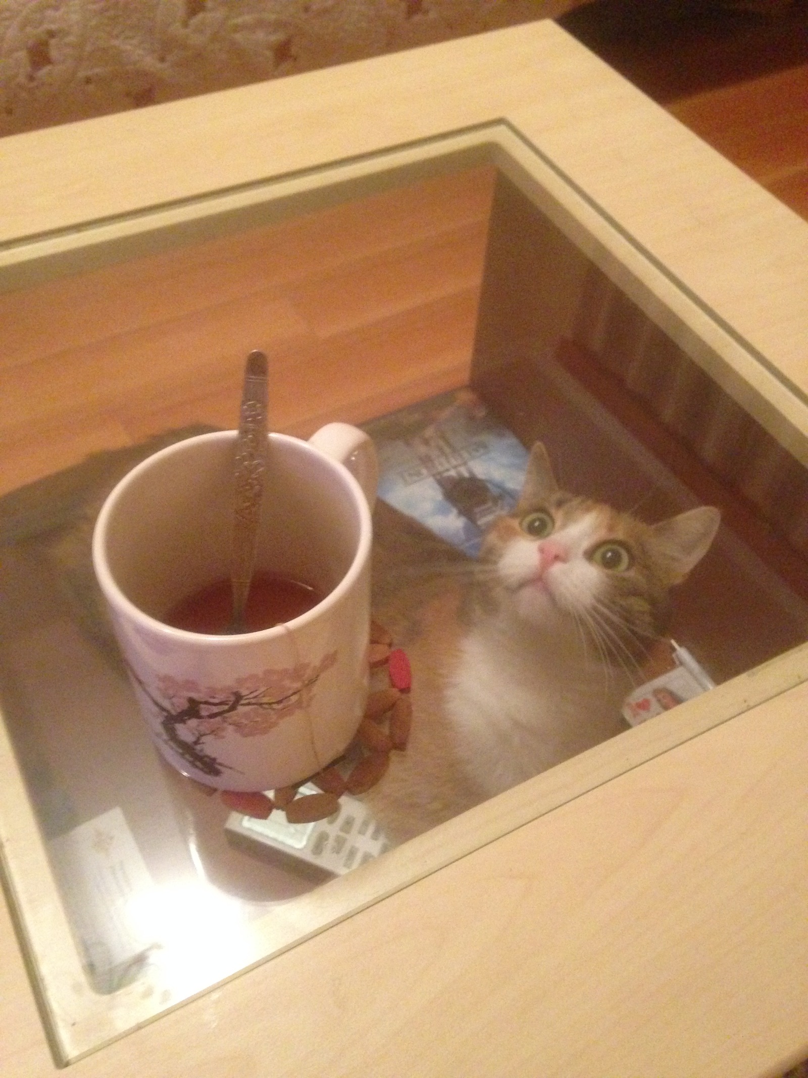 Table with built-in cat - My, cat, Table, Spring, Morning, Pet, Pets