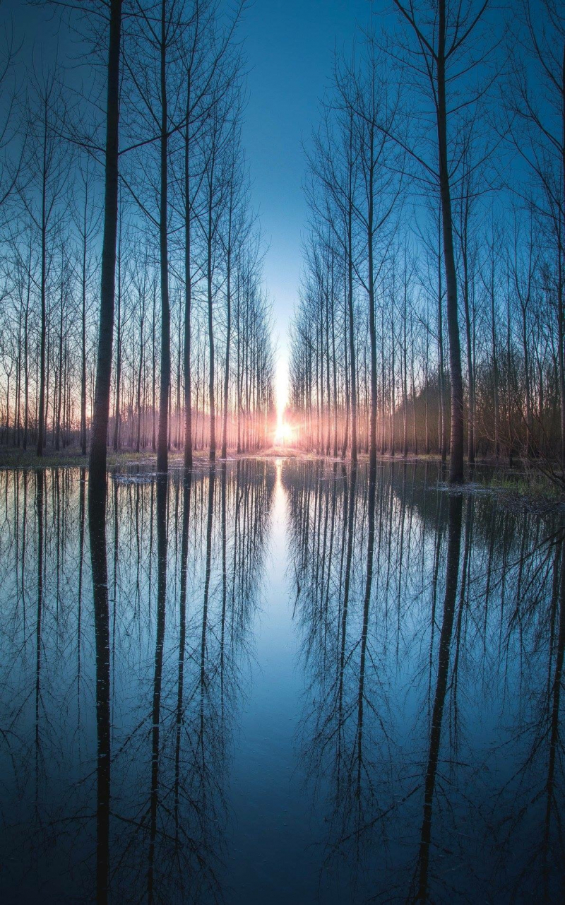 She is close - Spring, Flood, Tree, Nature, Reflection, The photo