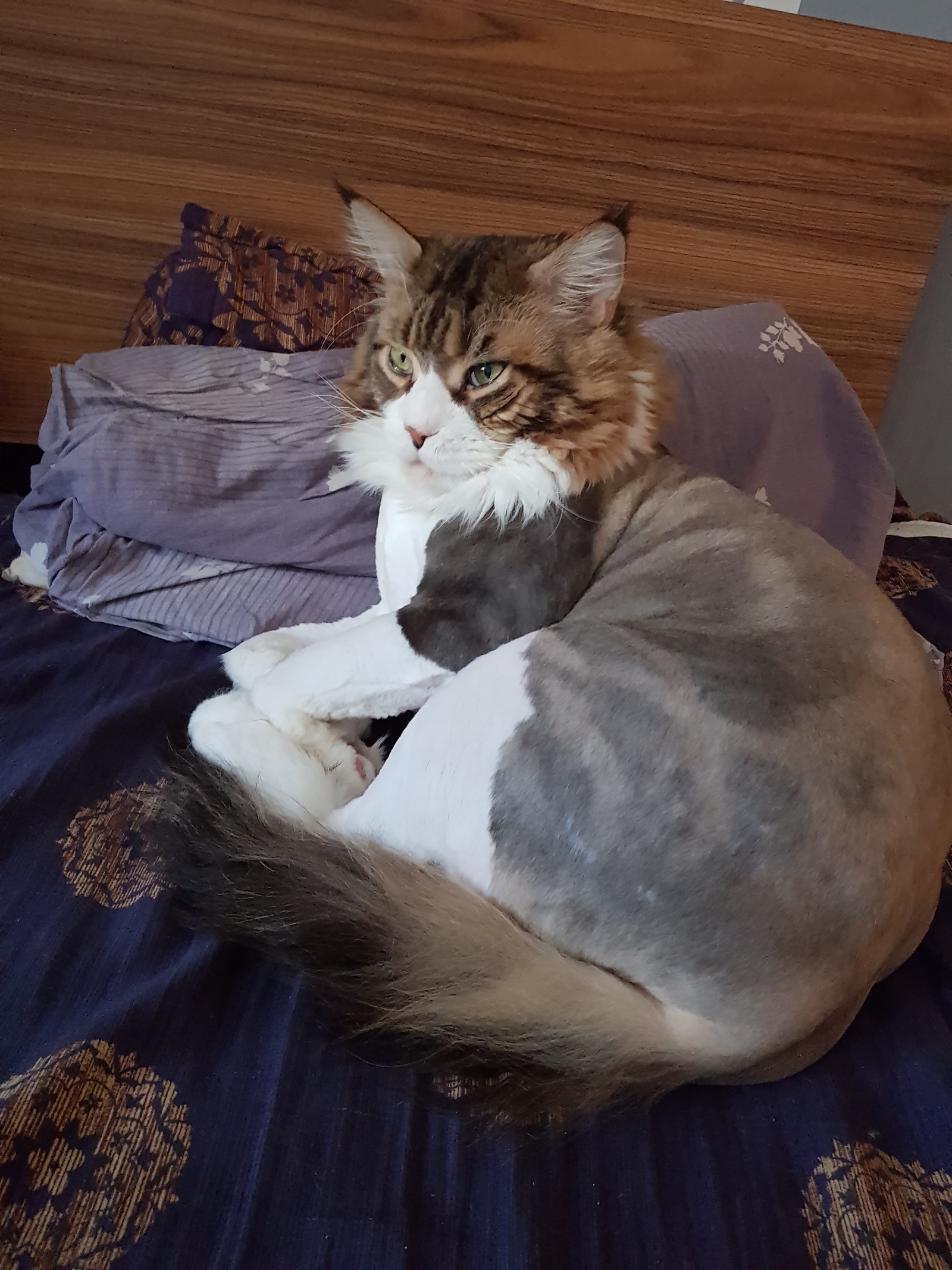 It was and became, and not at all fat) - My, Maine Coon, Bald, cat, Longpost