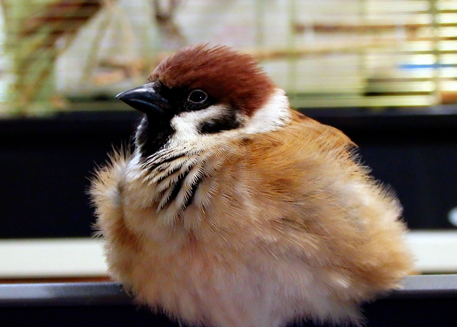 A very, very FLUFFY sparrow Tosha. Fluffy nowhere. - My, Birds, , , Sparrow Tosha, The photo, Sparrow