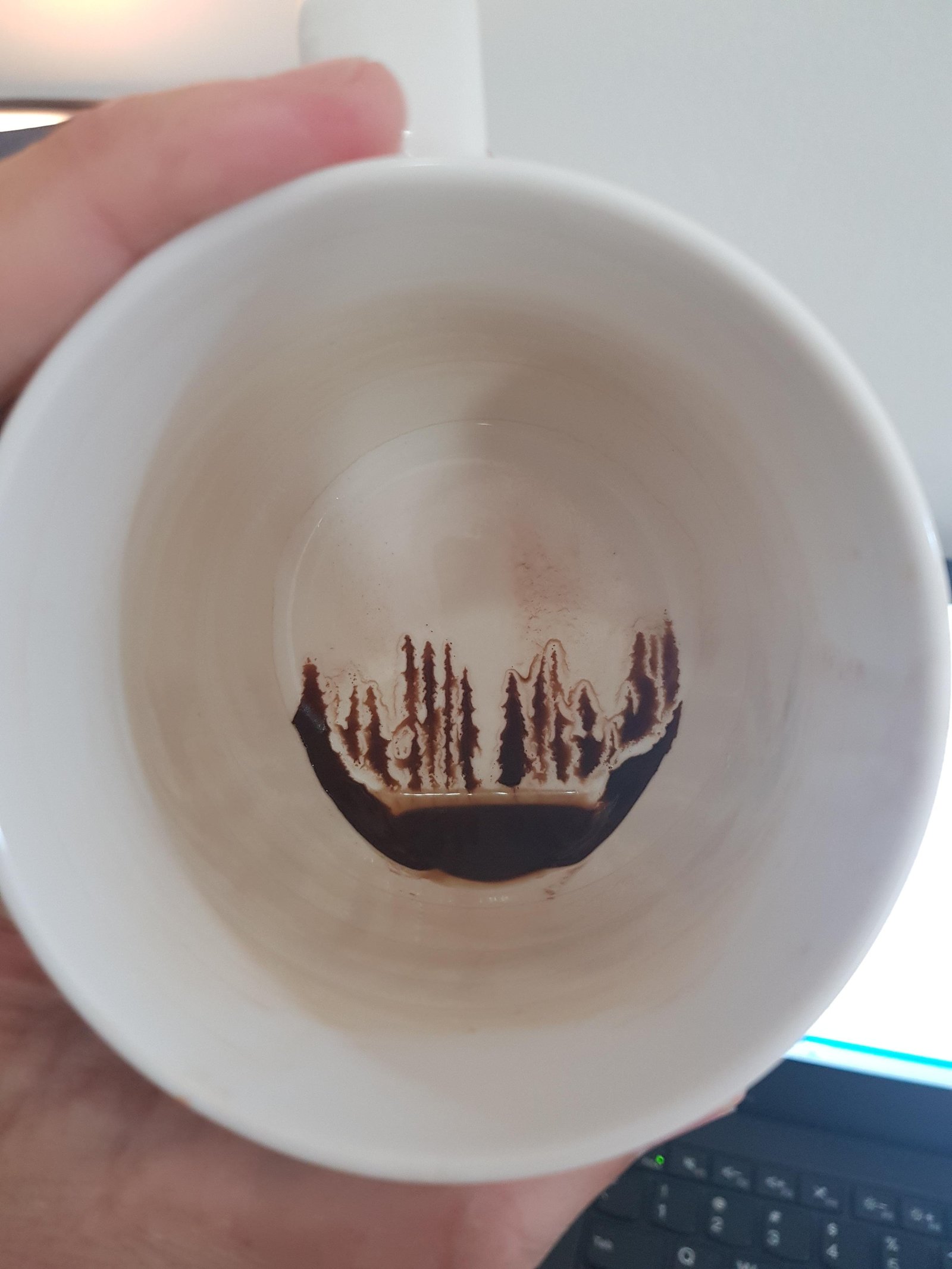 Winter forest - A cup, Coffee grounds, Sediment remains, Forest, The photo