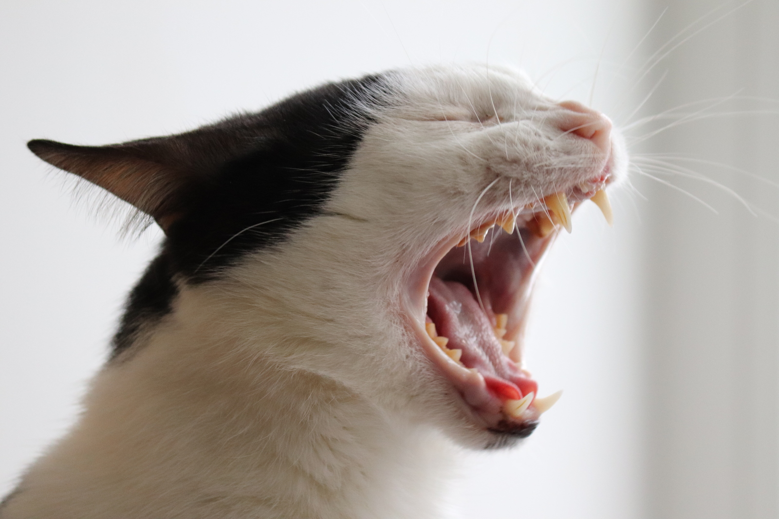 Why cute cats, when they yawn, are real monsters. - My, cat, Yawn, Monster