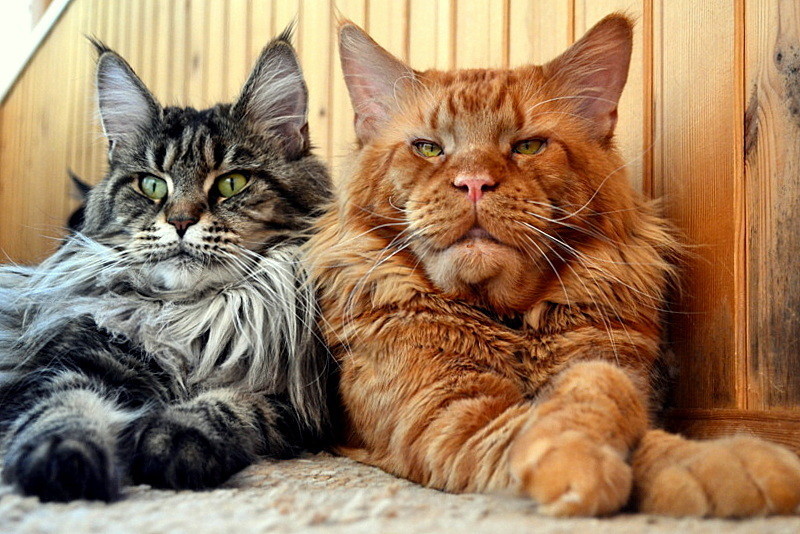 Maine Coon - cat, Maine Coon