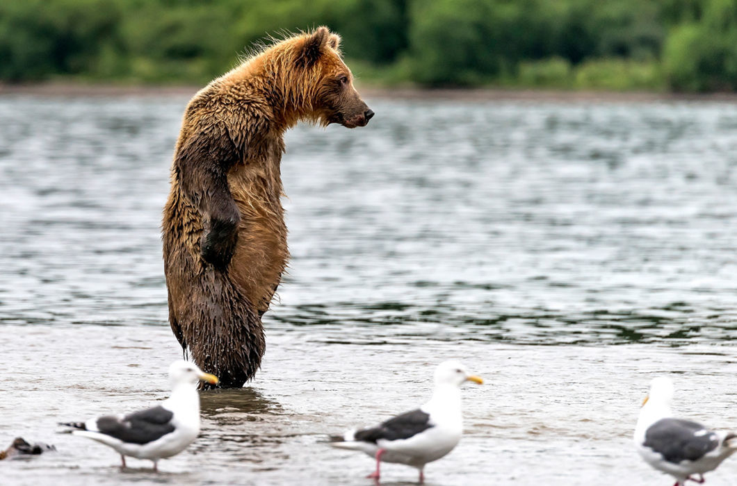 Choice of tactics - Kamchatka, Lake, Animals, The Bears, Seagulls, The photo