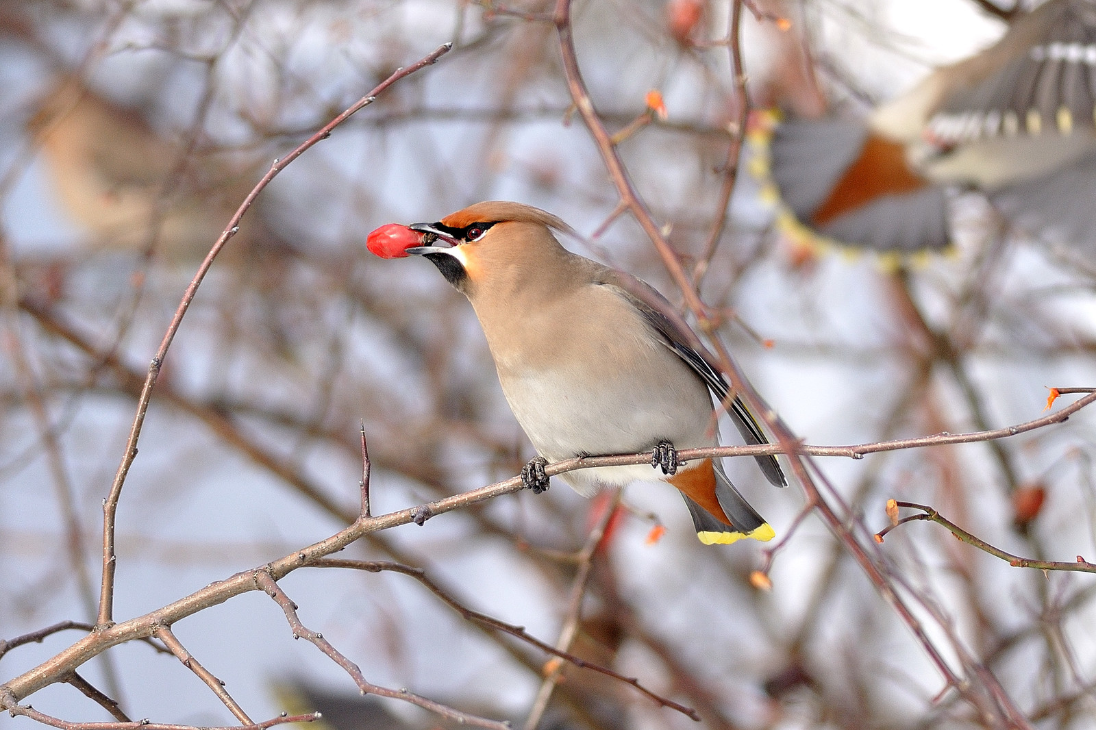 Everyone loves berries - My, Birds, Winter, Longpost