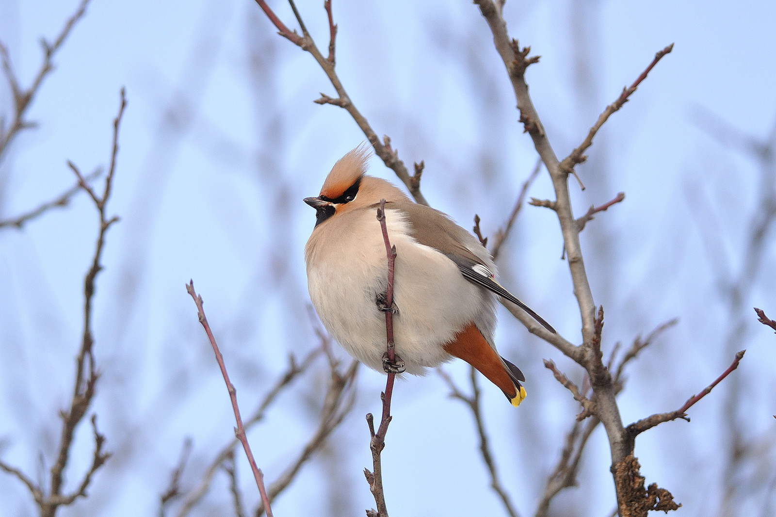 Everyone loves berries - My, Birds, Winter, Longpost