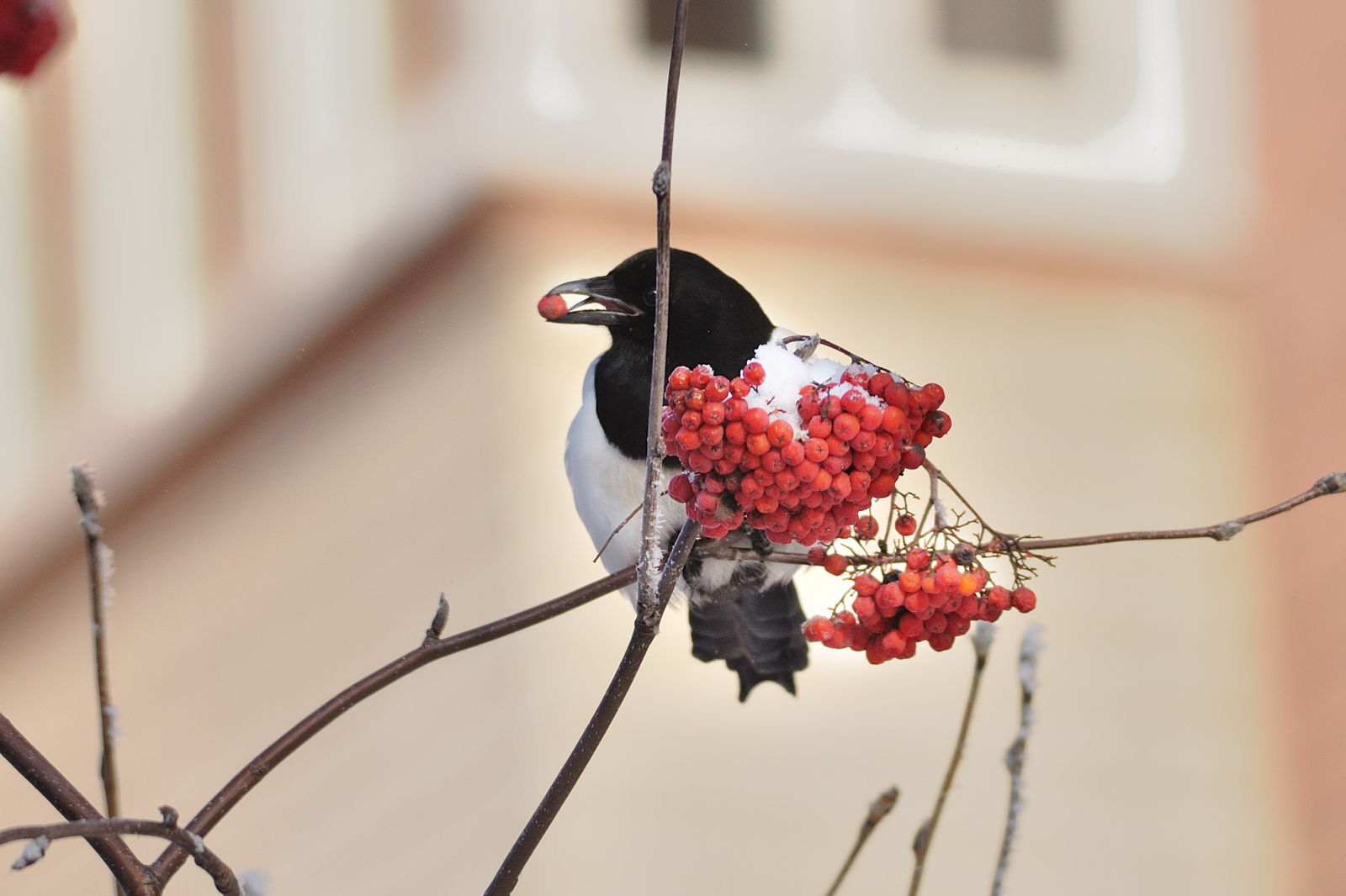 Everyone loves berries - My, Birds, Winter, Longpost