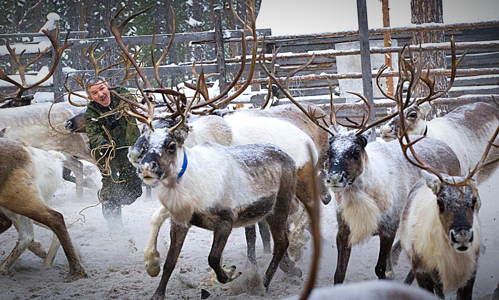 Reindeer boy or northern rodeo. - Reindeer, The photo, Rodeo, Khanty