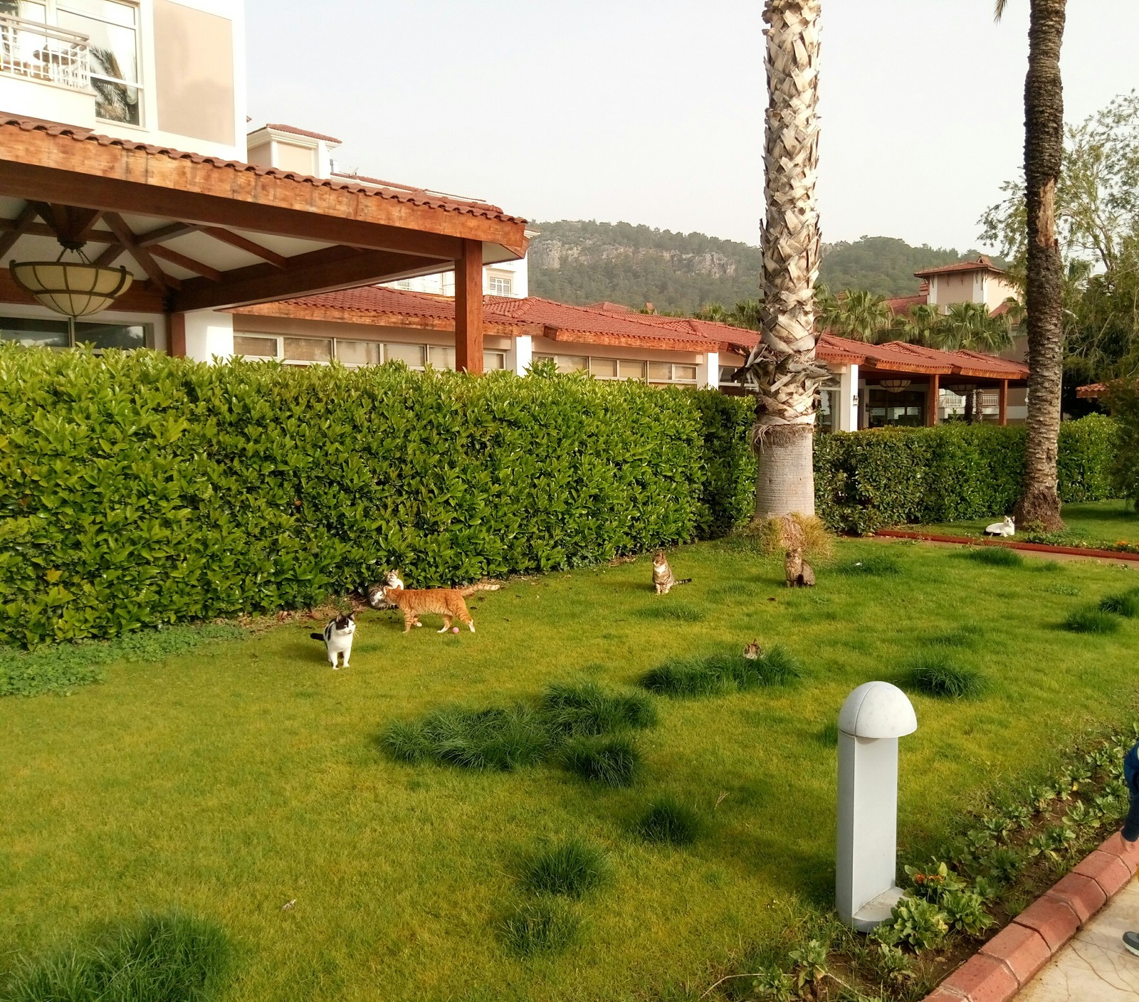 Akka Alinda's cats - My, cat, Catomafia, Kemer, Hotel, Longpost