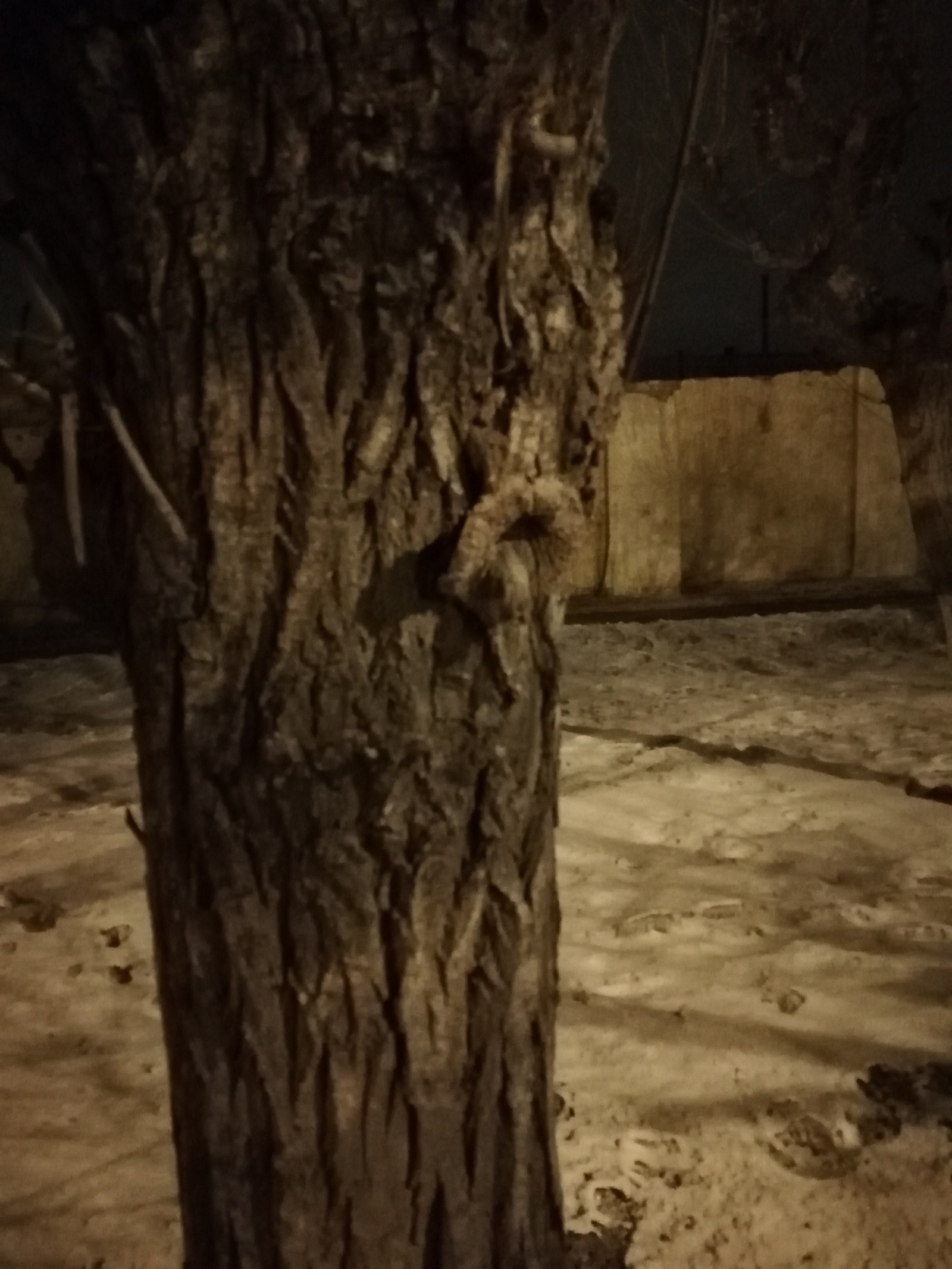 What is that thing on the tree? - My, Nature, Oddities, Longpost