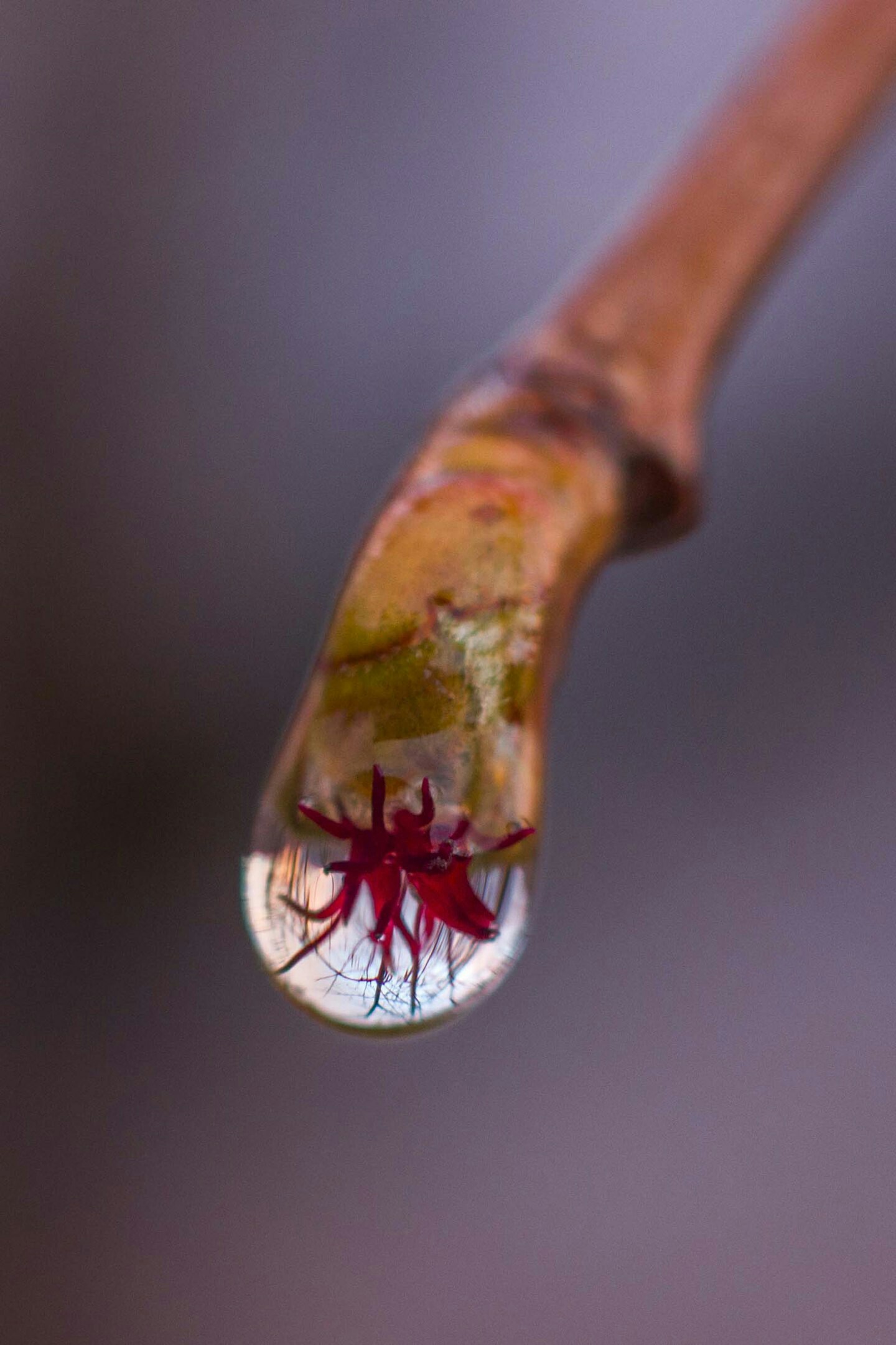 Hazelnut in spring - My, Spring, After the rain, Nature, Longpost