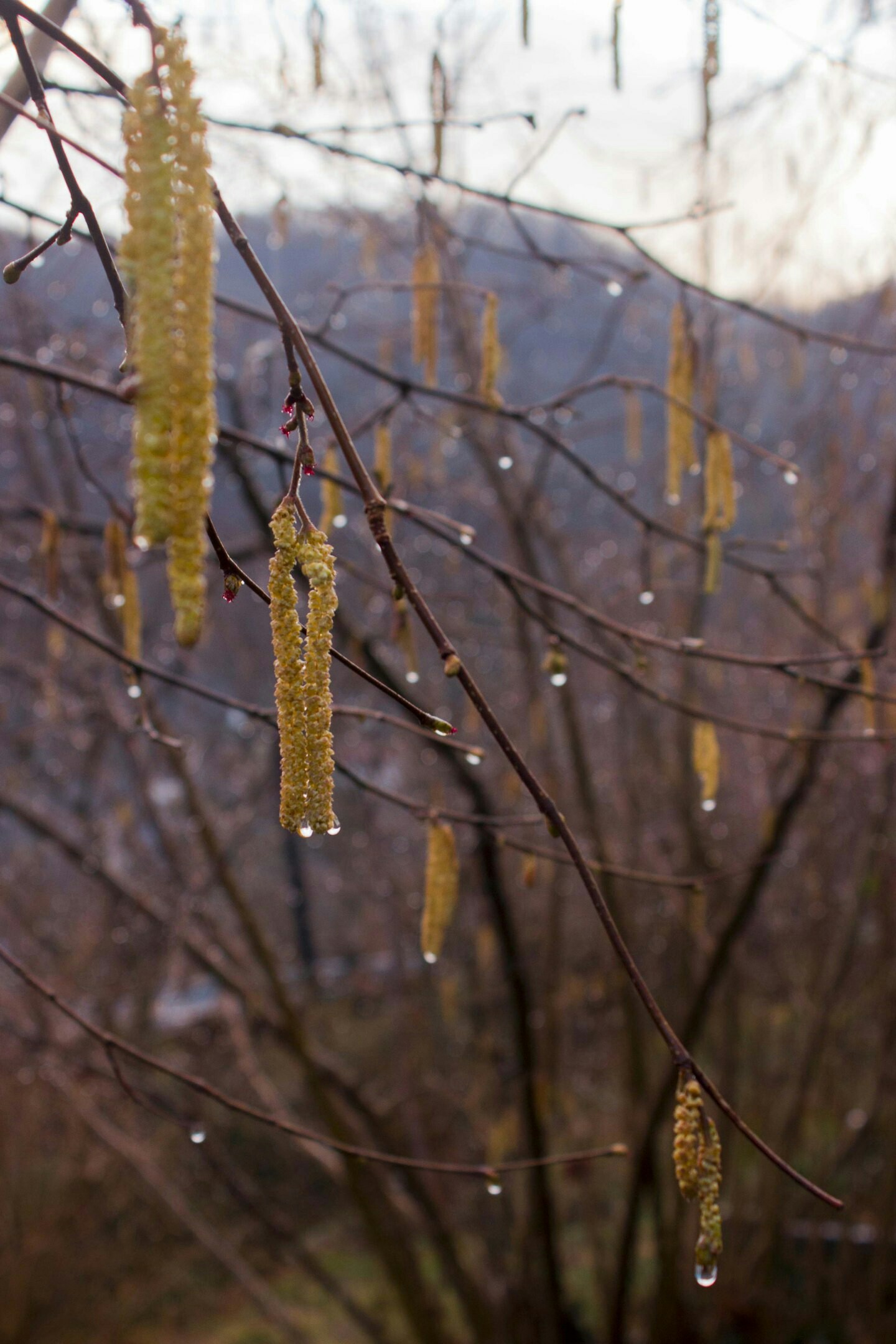 Hazelnut in spring - My, Spring, After the rain, Nature, Longpost