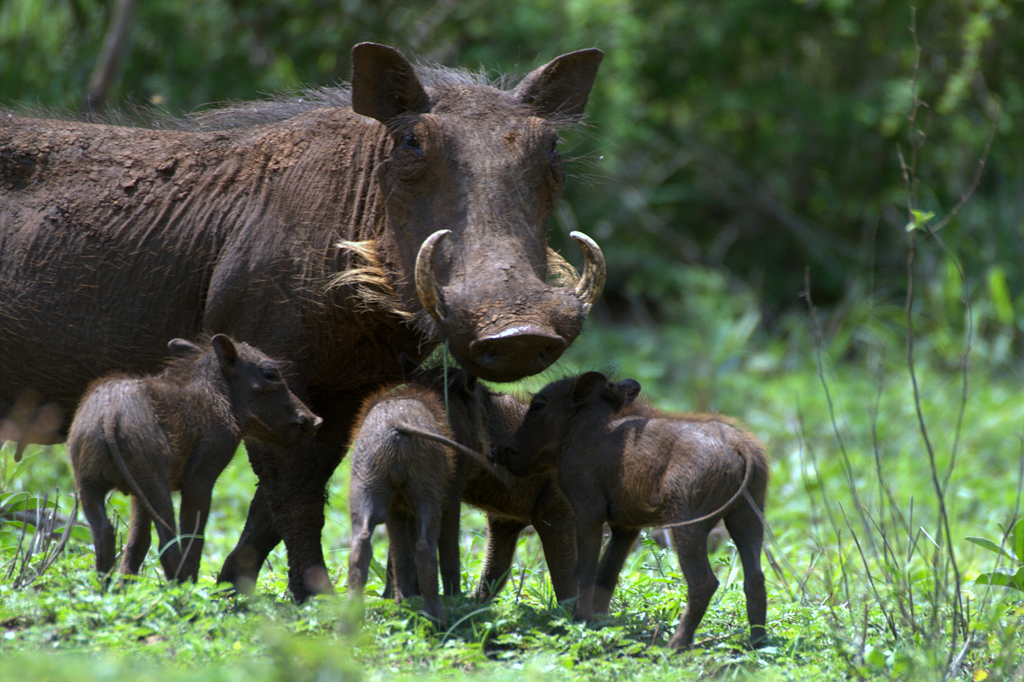 Unusual wild pigs 2. Warthog. - Pig, Warthog, Timon and Pumbaa, Meerkat, Longpost, The photo