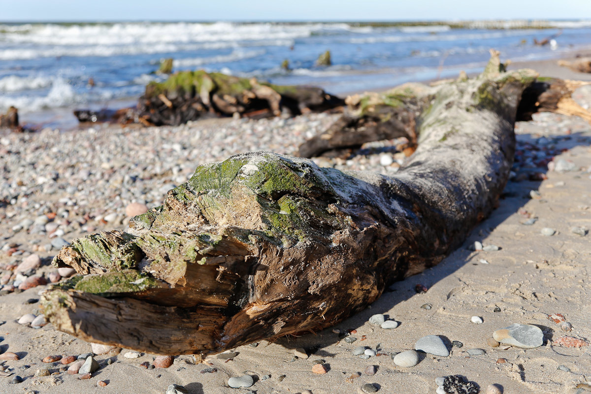 The roots of an ancient forest appeared from under the water in Zelenogradsk - Sea, Interesting, Nature, Beach, Longpost