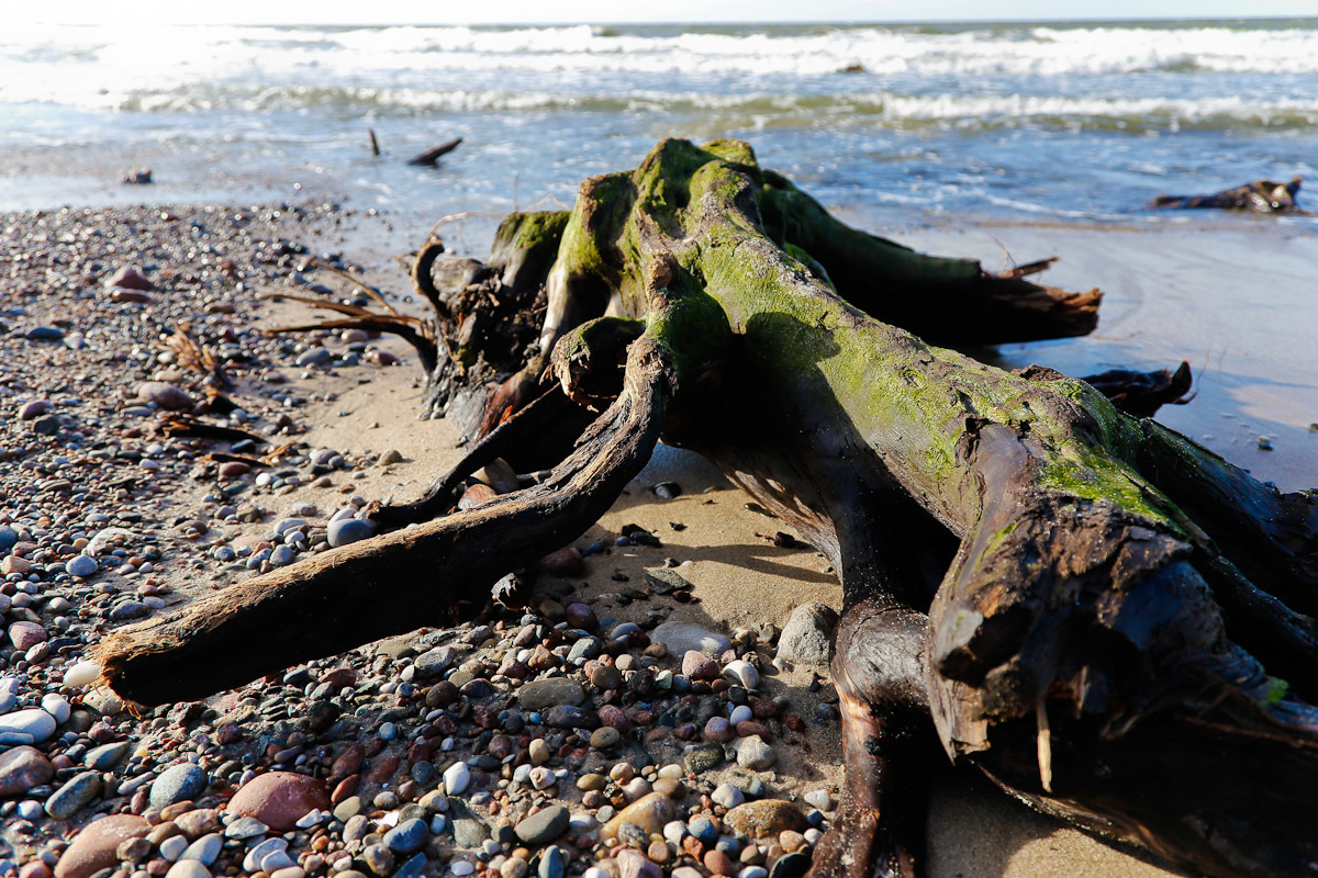 The roots of an ancient forest appeared from under the water in Zelenogradsk - Sea, Interesting, Nature, Beach, Longpost