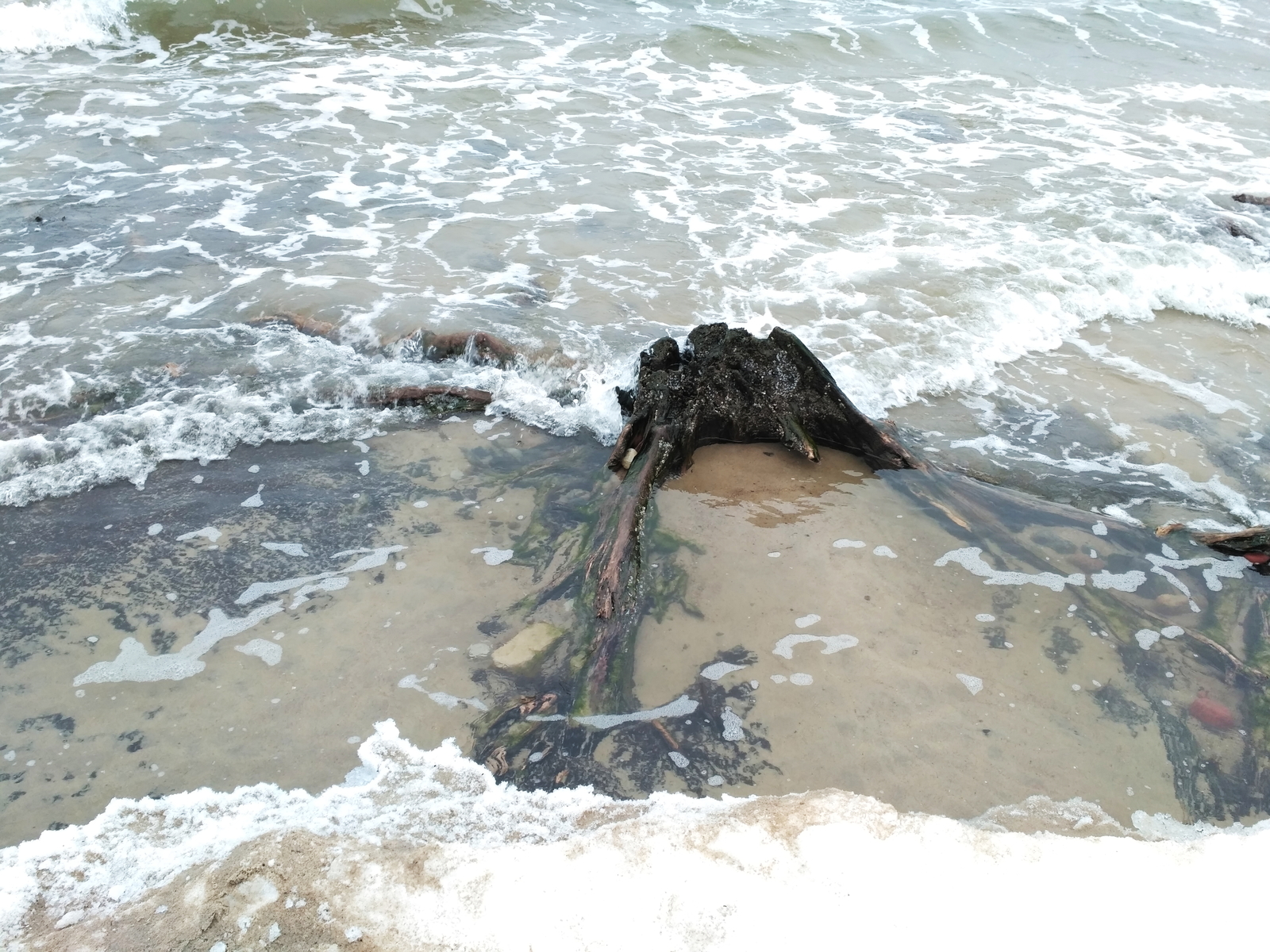 The roots of an ancient forest appeared from under the water in Zelenogradsk - Sea, Interesting, Nature, Beach, Longpost